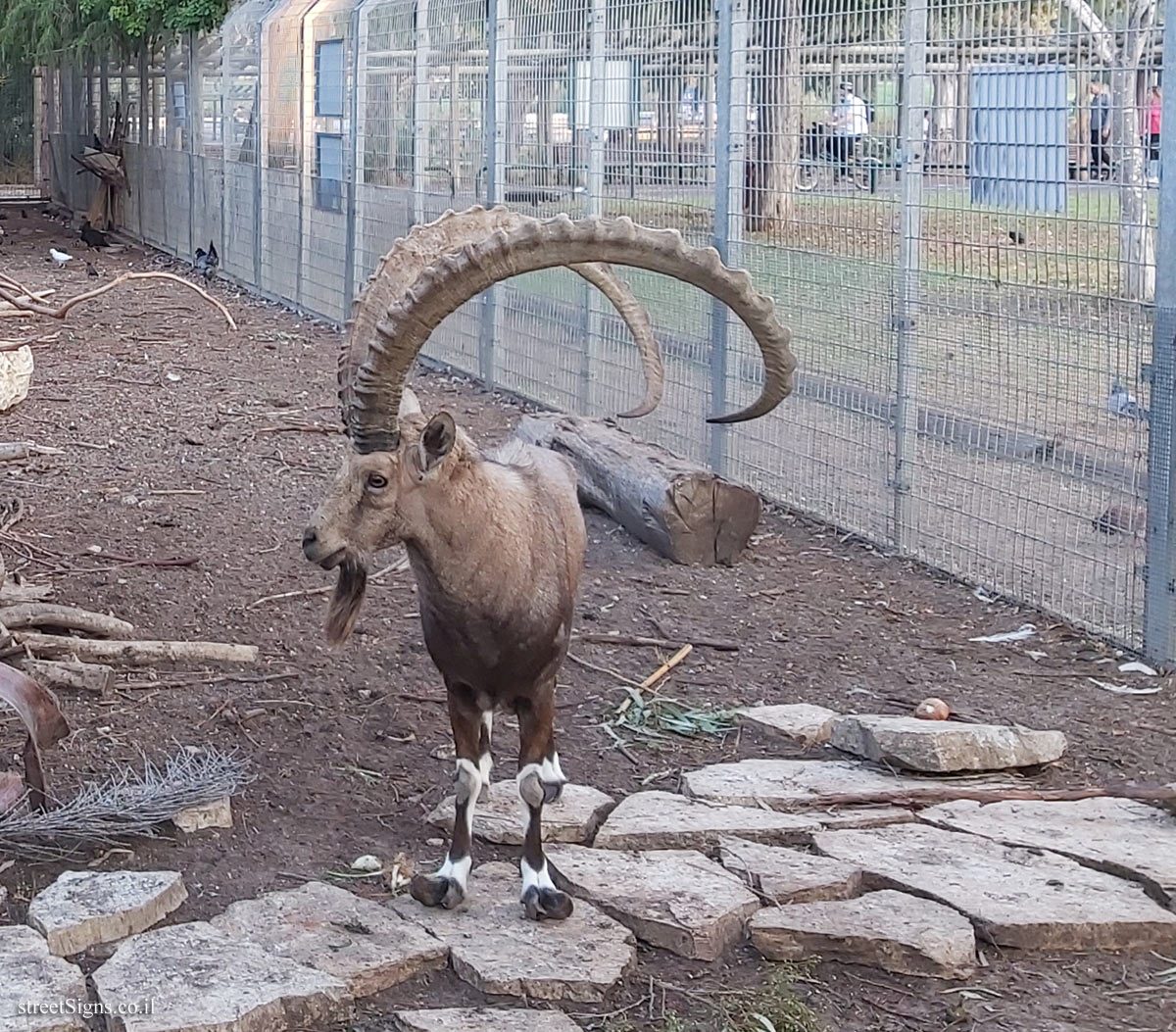 Tel Aviv - Hayarkon Park - Animal corner - Nubian ibex - HaRav Kosovsky St 22, Tel Aviv-Yafo, Israel