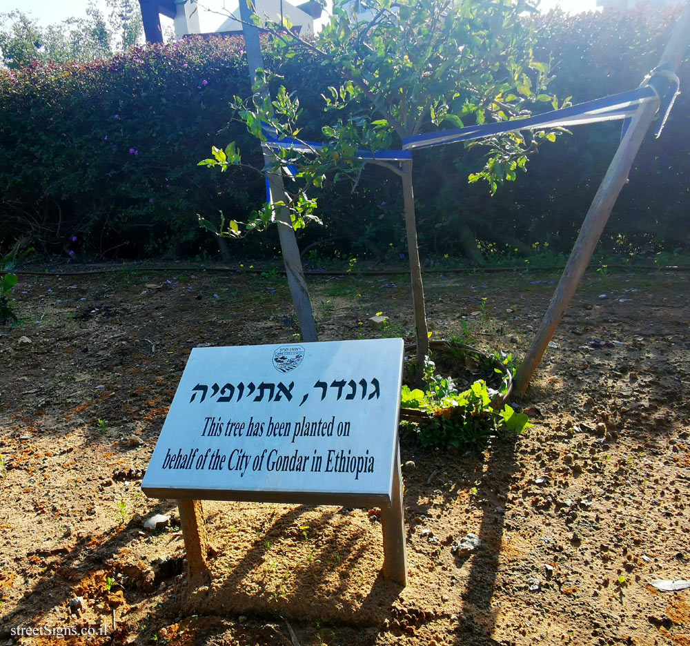 Rishon Lezion - trees planted for Sister cities - Gondar, Ethiopia