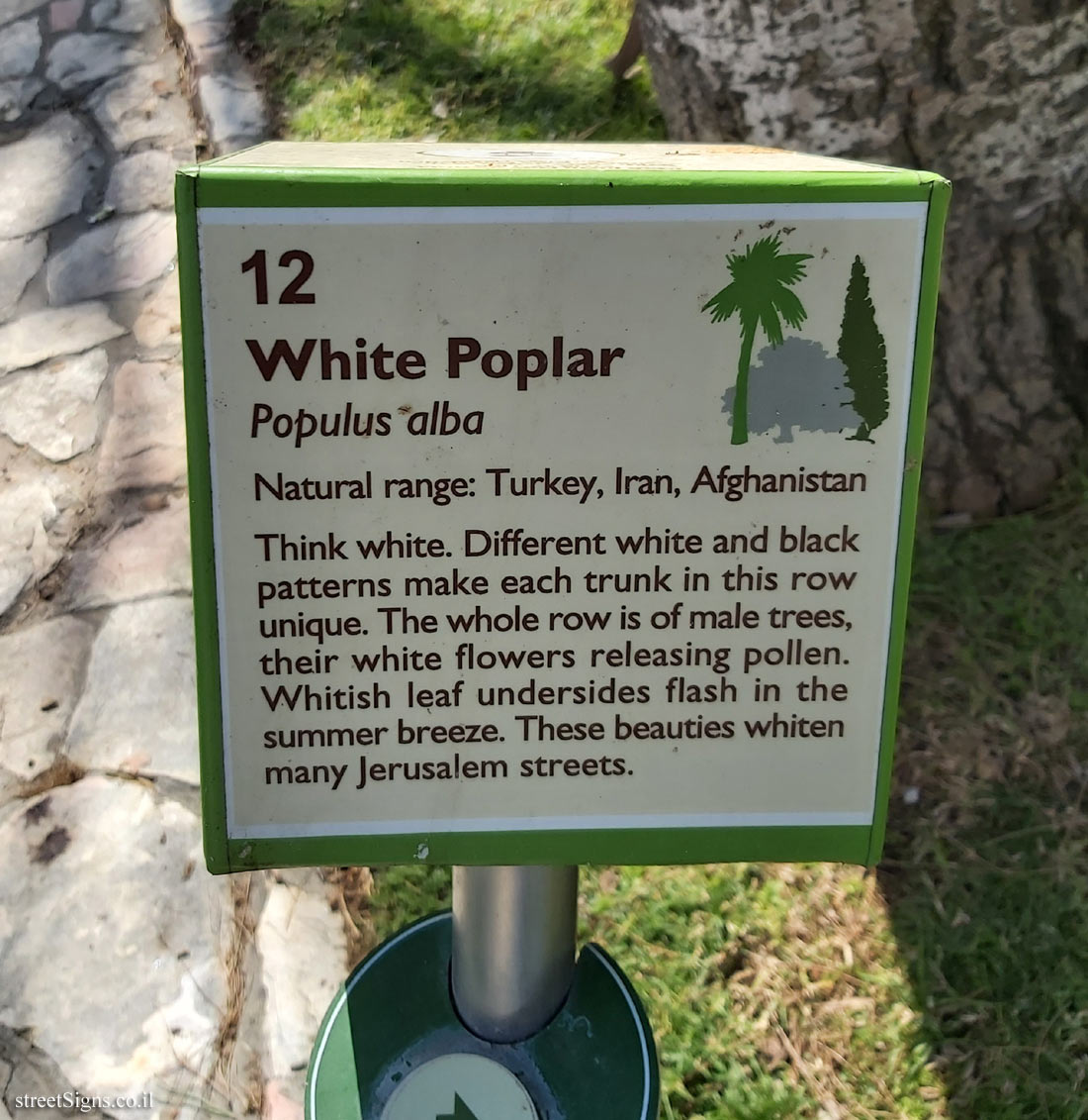 The Hebrew University of Jerusalem - Discovery Tree Walk - White Poplar - The second face