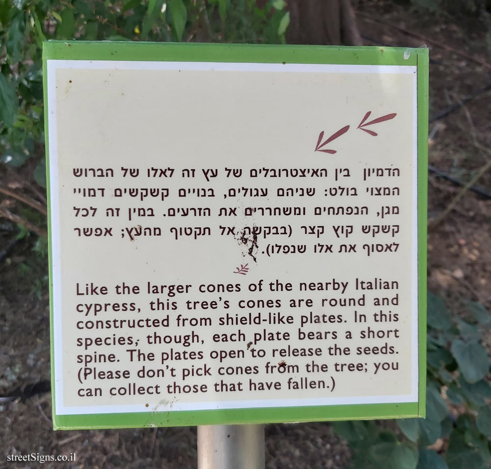 The Hebrew University of Jerusalem - Discovery Tree Walk - Weeping Cypress - The fourth face