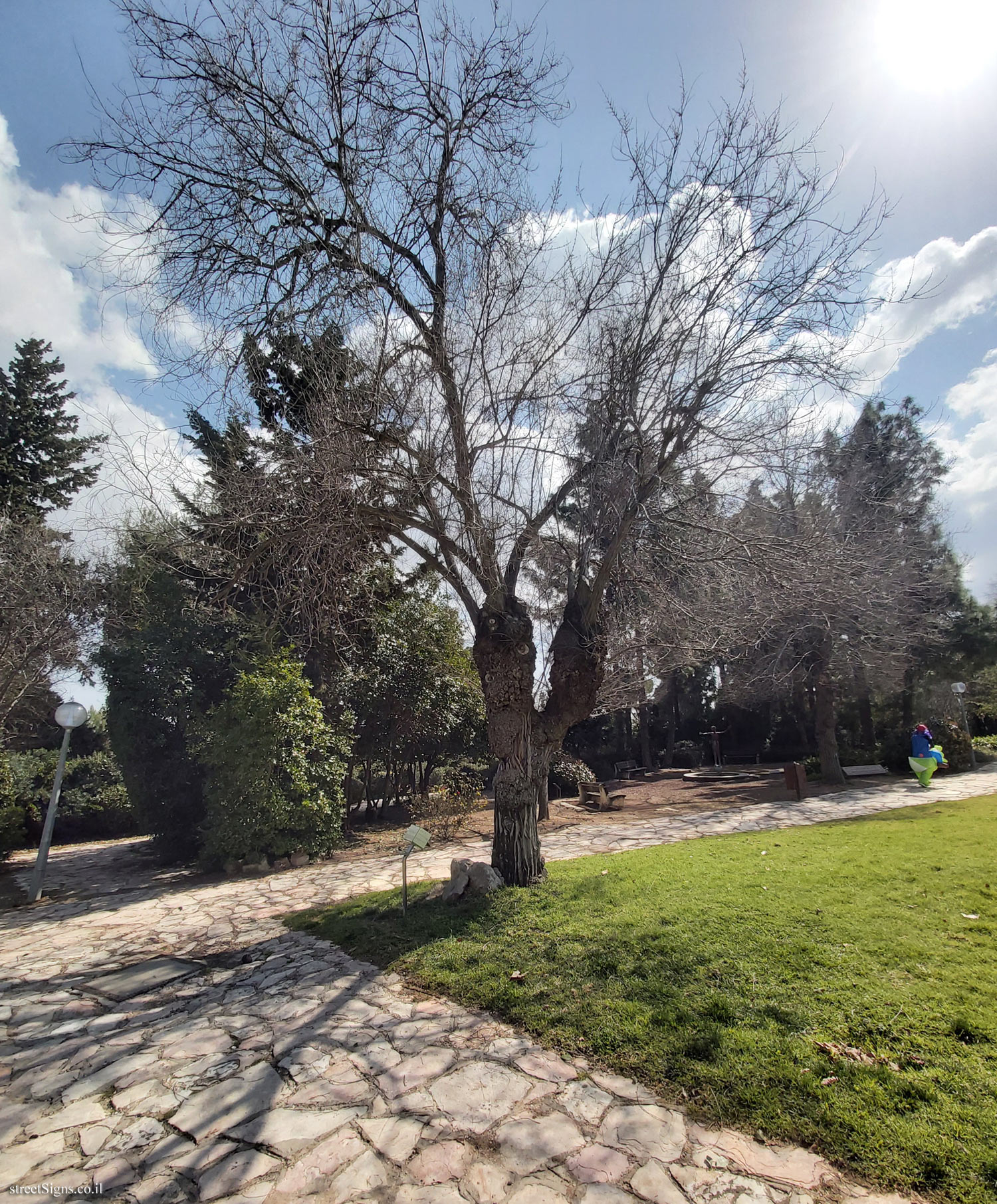 The Hebrew University of Jerusalem - Discovery Tree Walk - Siberian Elm - Safra Campus