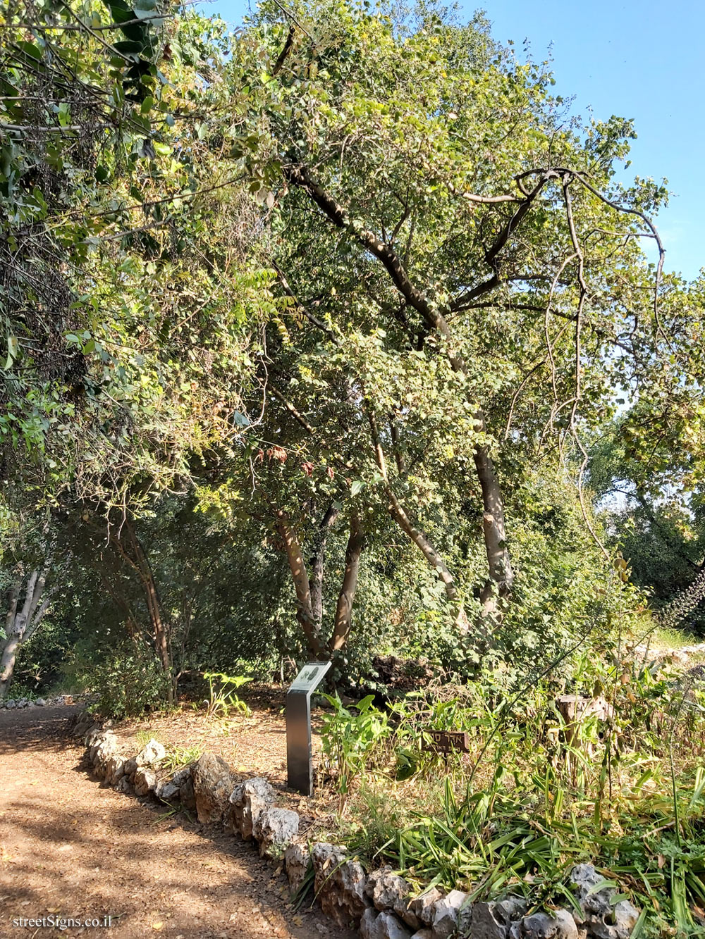 Tel Aviv - Ecological Botanical Garden - Syrian maple - Herzl St 157, Tel Aviv-Yafo, Israel