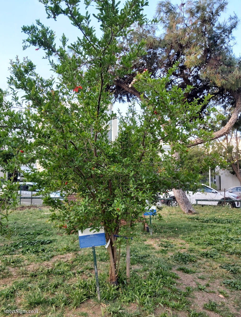 Tel Aviv Orchard - Pomegranate - Hayarkon Park, Tel Aviv, Israel