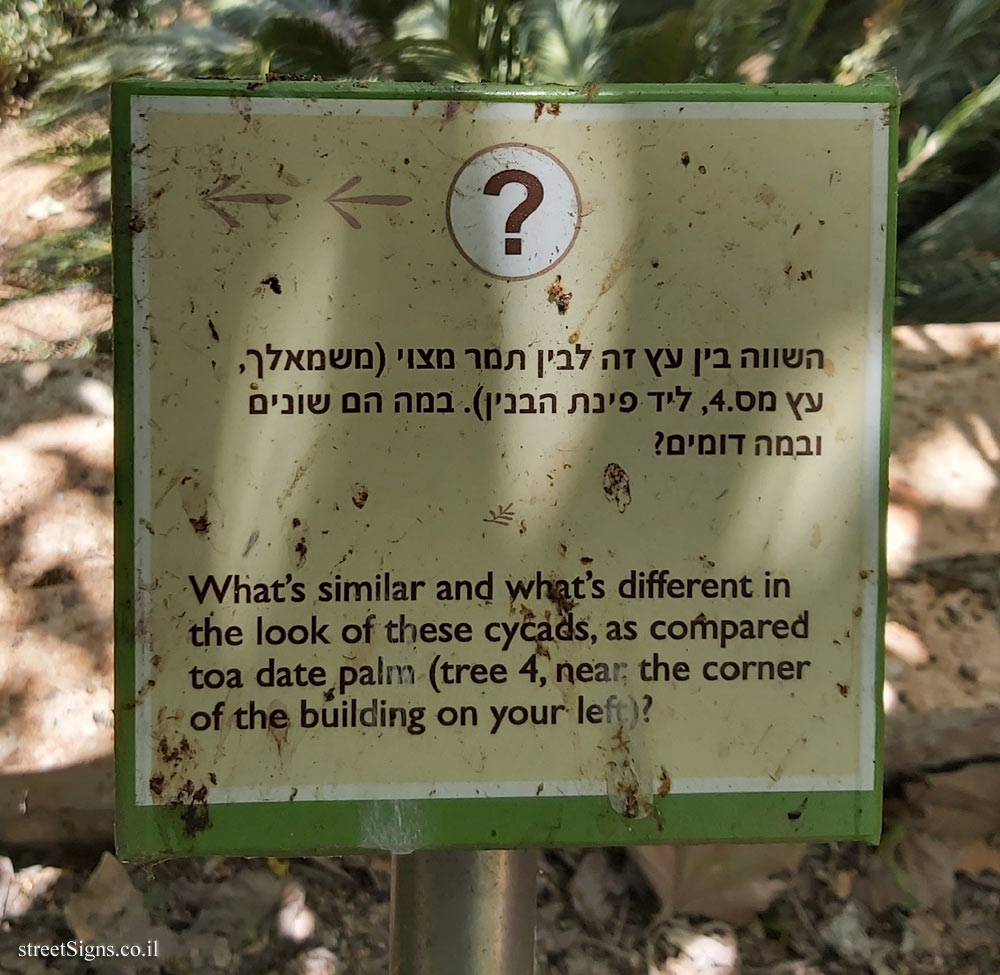 The Hebrew University of Jerusalem - Discovery Tree Walk - False Sago Palm - The third face