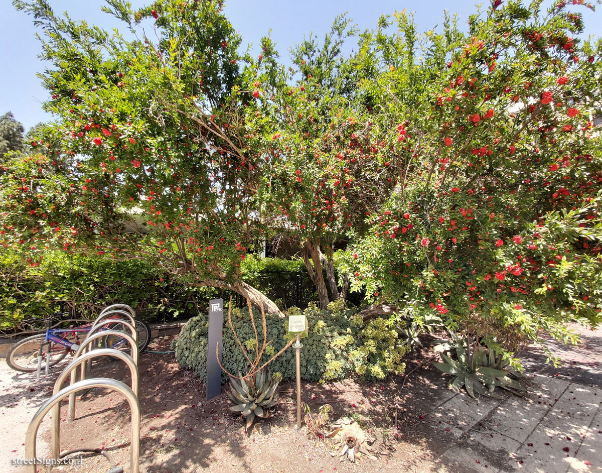 The Hebrew University of Jerusalem - Discovery Tree Walk - Pomegranate - Safra Campus