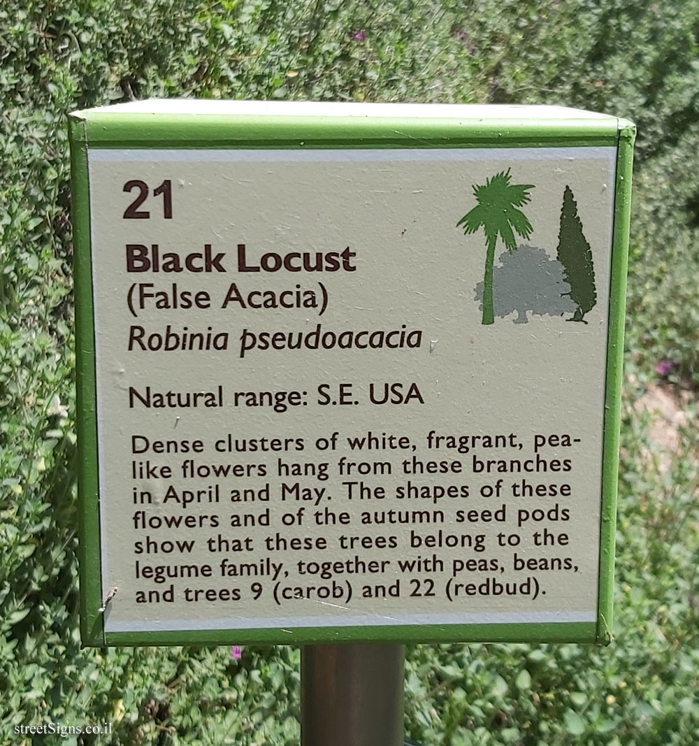 The Hebrew University of Jerusalem - Discovery Tree Walk - Black Locust - The second face