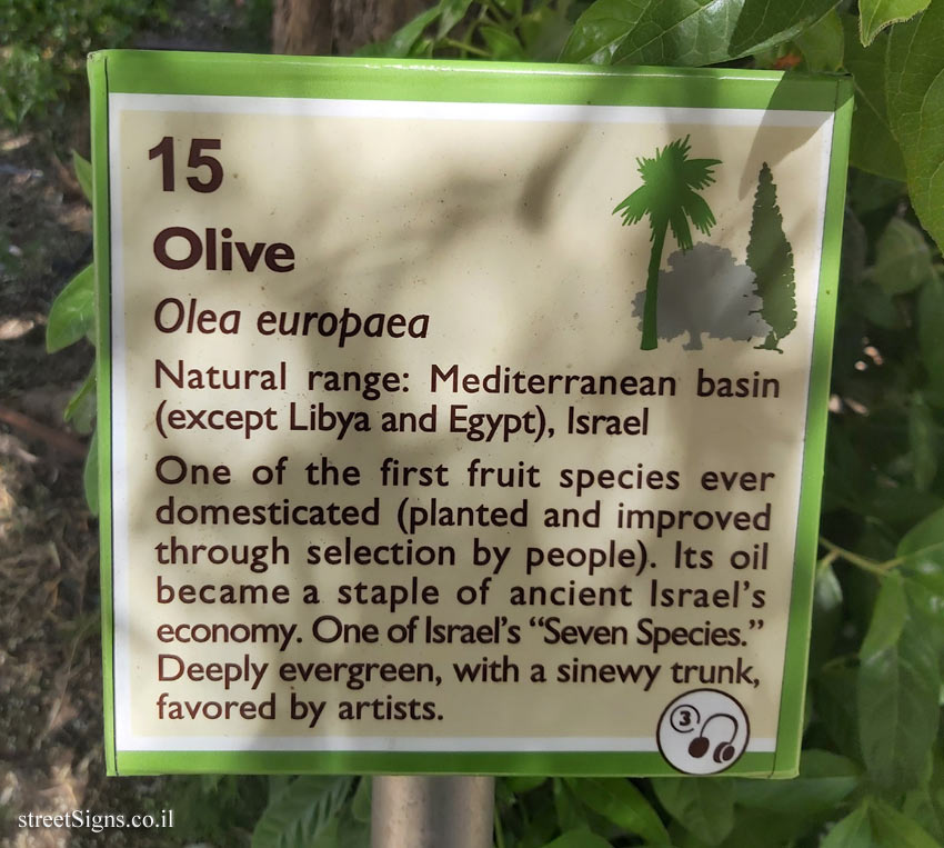 The Hebrew University of Jerusalem - Discovery Tree Walk - Olive - The second face