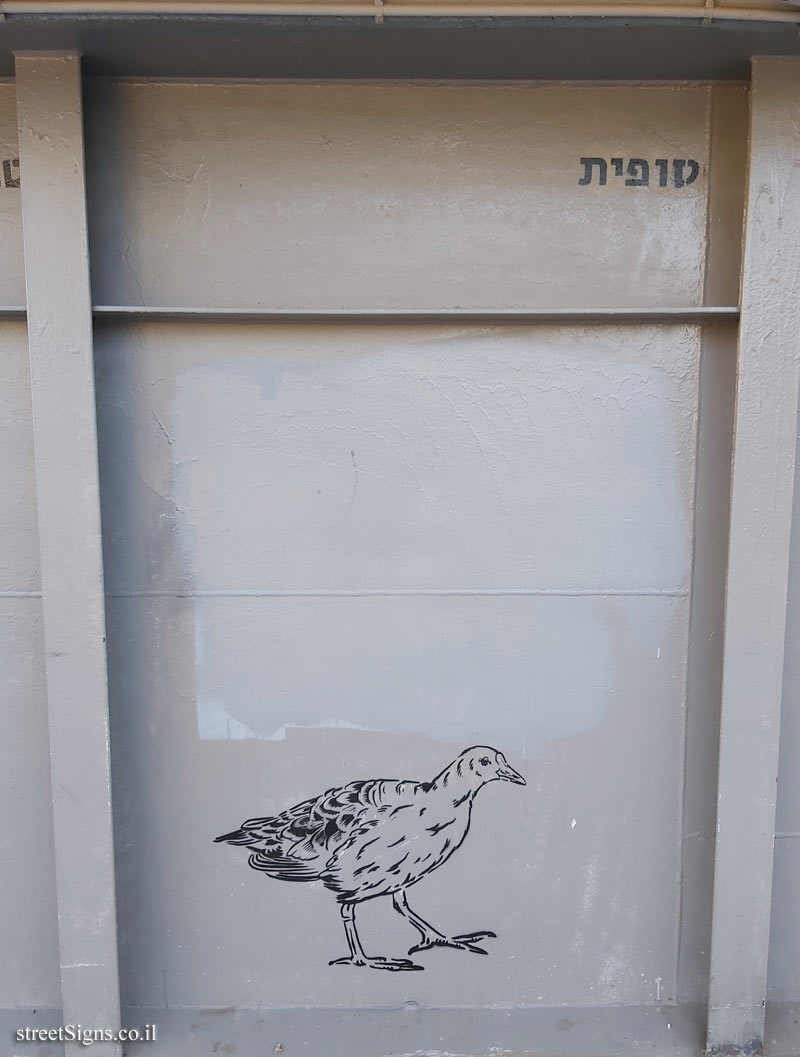 Tel Aviv - Birds of Tel Aviv - Common moorhen