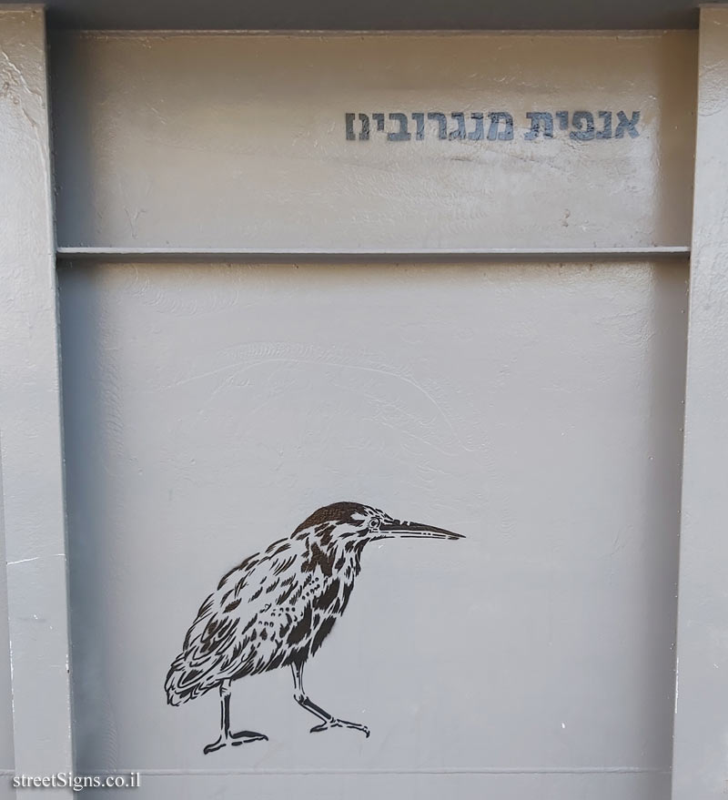 Tel Aviv - Birds of Tel Aviv - Striated heron