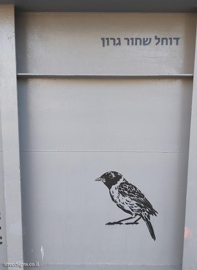 Tel Aviv - Birds of Tel Aviv - European stonechat