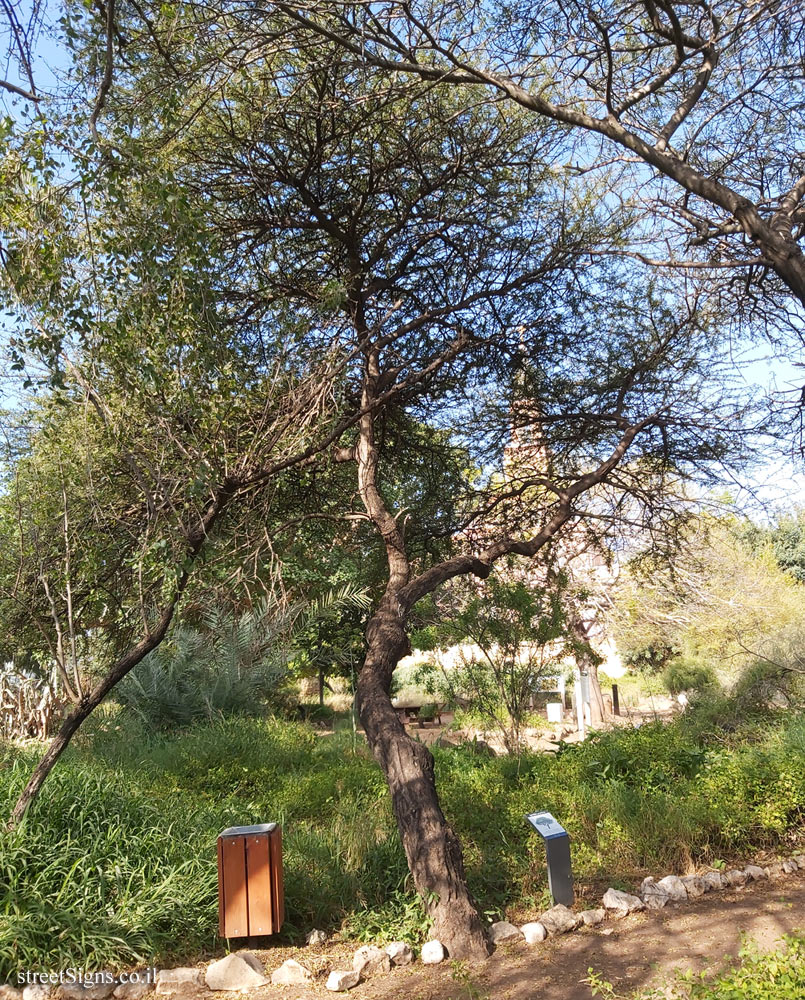 el Aviv - Ecological Botanical Garden - Twisted acacia - Lavon St 6, Tel Aviv-Yafo, Israel