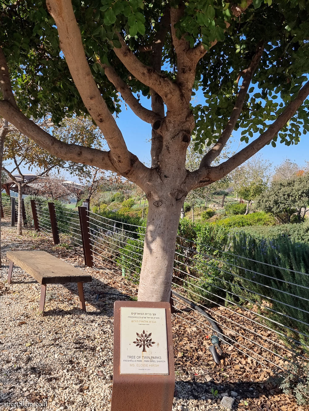 Ariel Sharon Park - Tree of Twin Parks