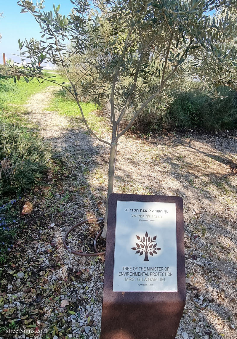 Ariel Sharon Park - Tree of Gila Gamliel