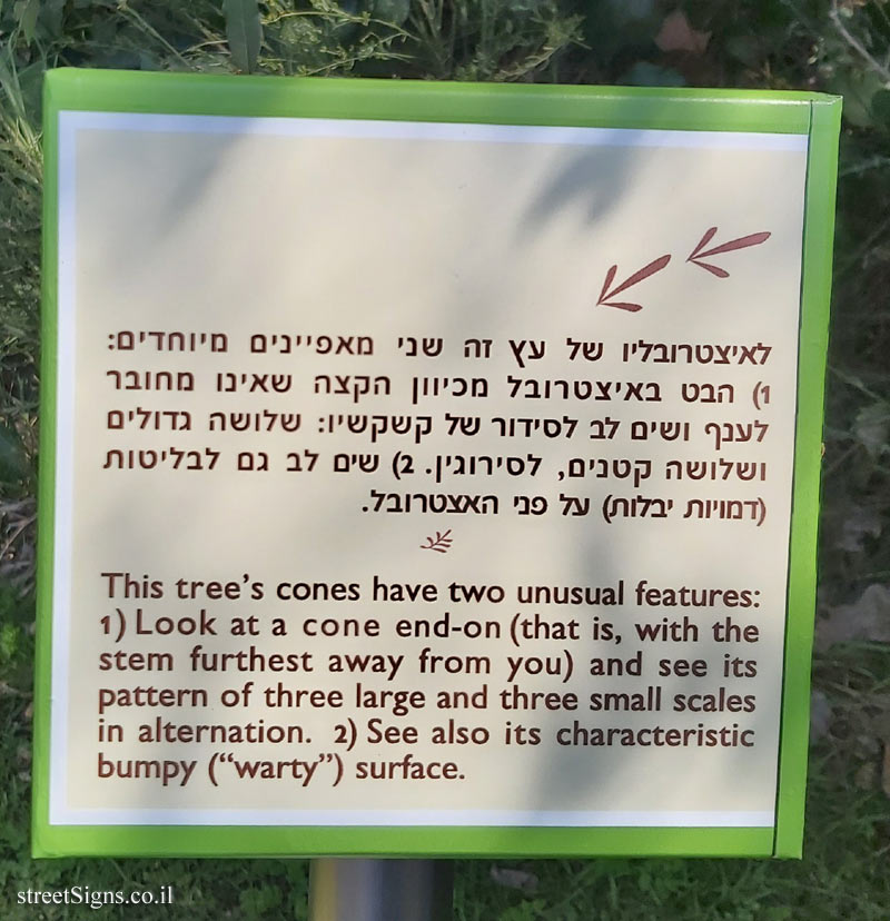 The Hebrew University of Jerusalem - Discovery Tree Walk - Rough Pine - The fourth face