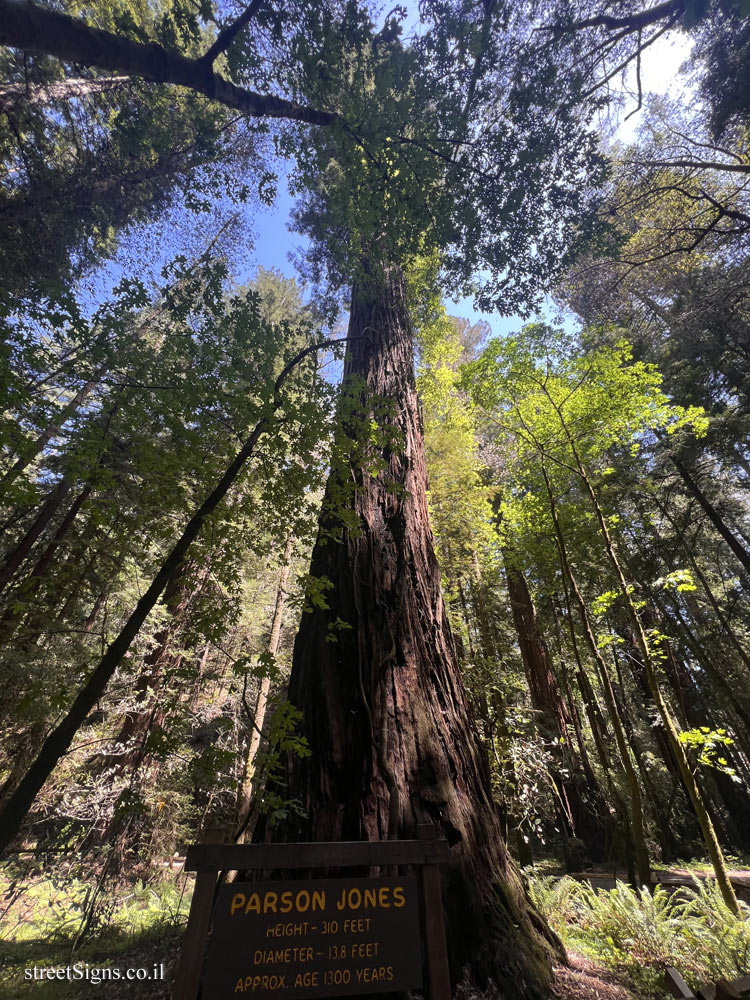 Guerneville - Parson Jones tree - 17000 Armstrong Woods Rd, Guerneville, CA 95446, USA