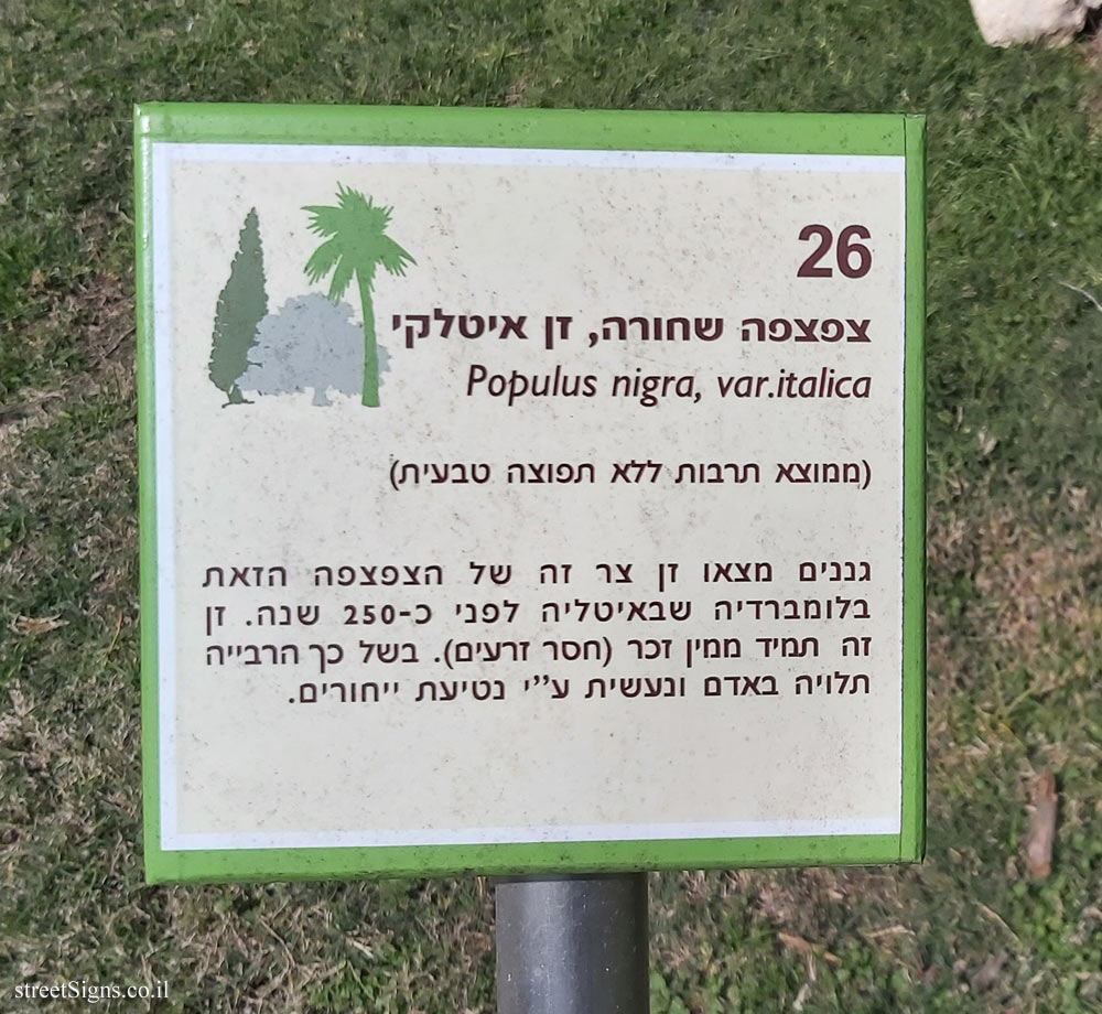 The Hebrew University of Jerusalem - Discovery Tree Walk - Black Lombardy Poplar