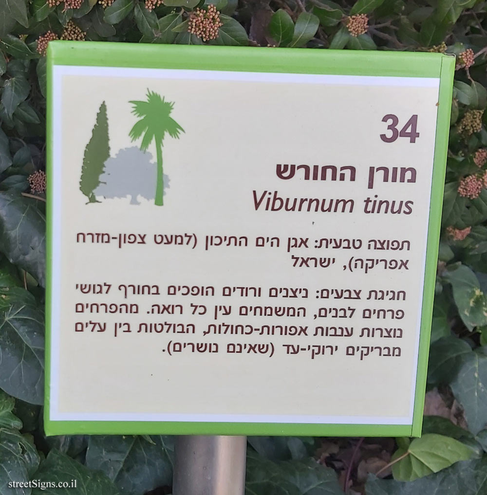 The Hebrew University of Jerusalem - Discovery Tree Walk - Laurustinus