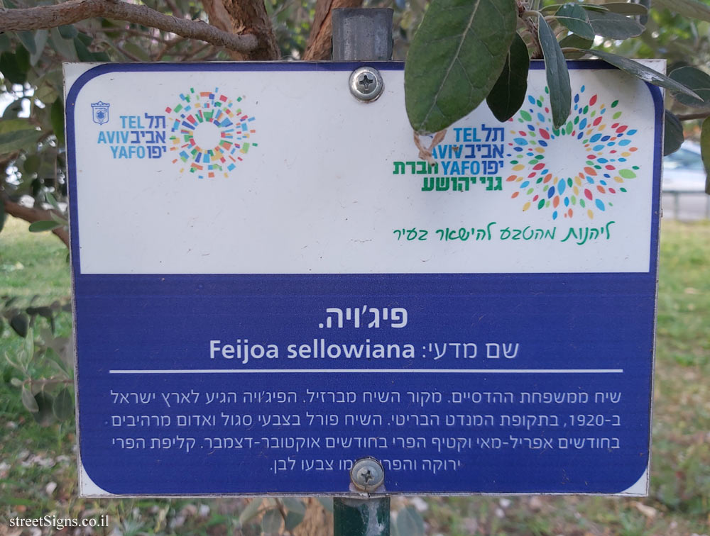 Tel Aviv Orchard - Feijoa