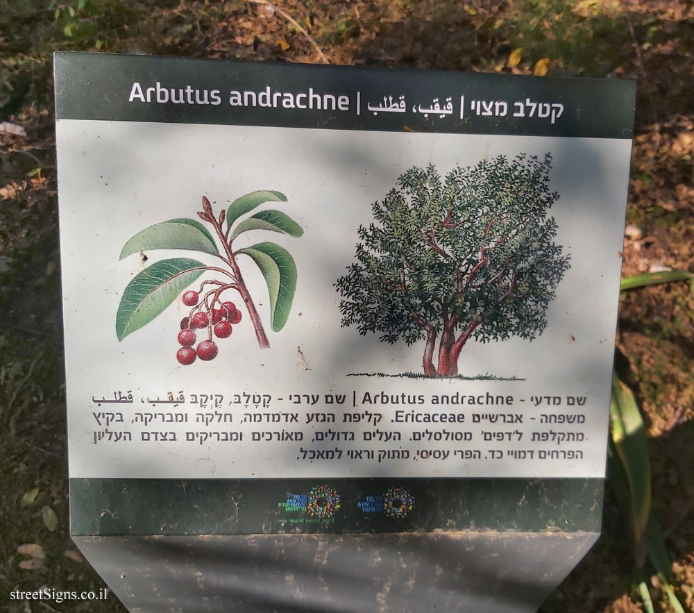Tel Aviv - Ecological Botanical Garden - Greek strawberry tree