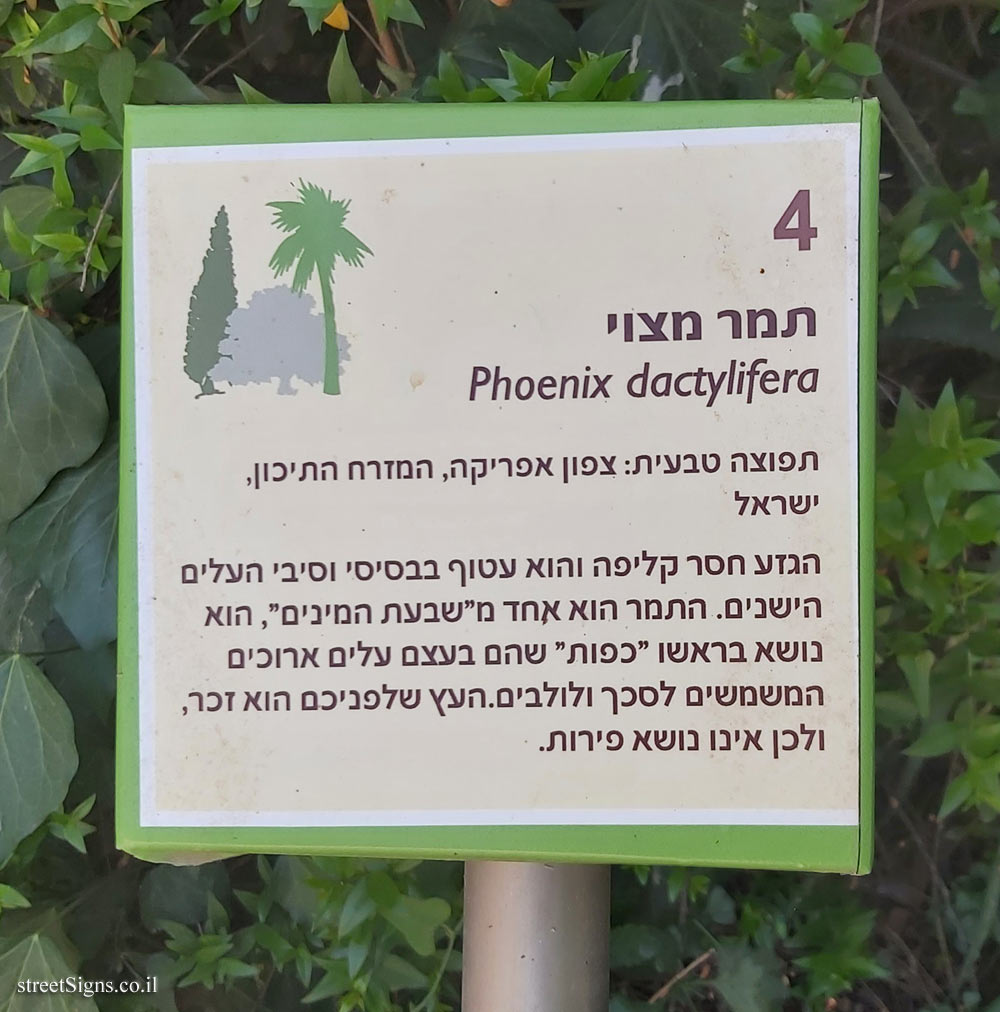 The Hebrew University of Jerusalem - Discovery Tree Walk - Date Palm