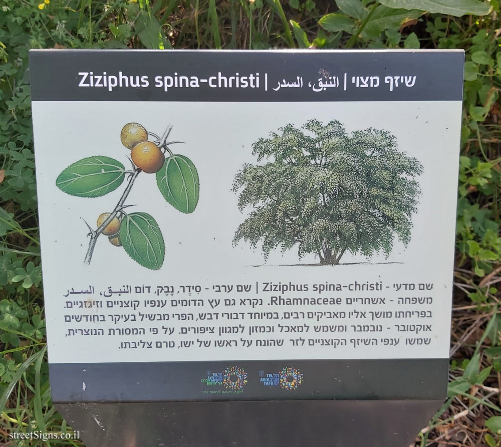 Tel Aviv - Ecological Botanical Garden - Christ’s thorn jujube