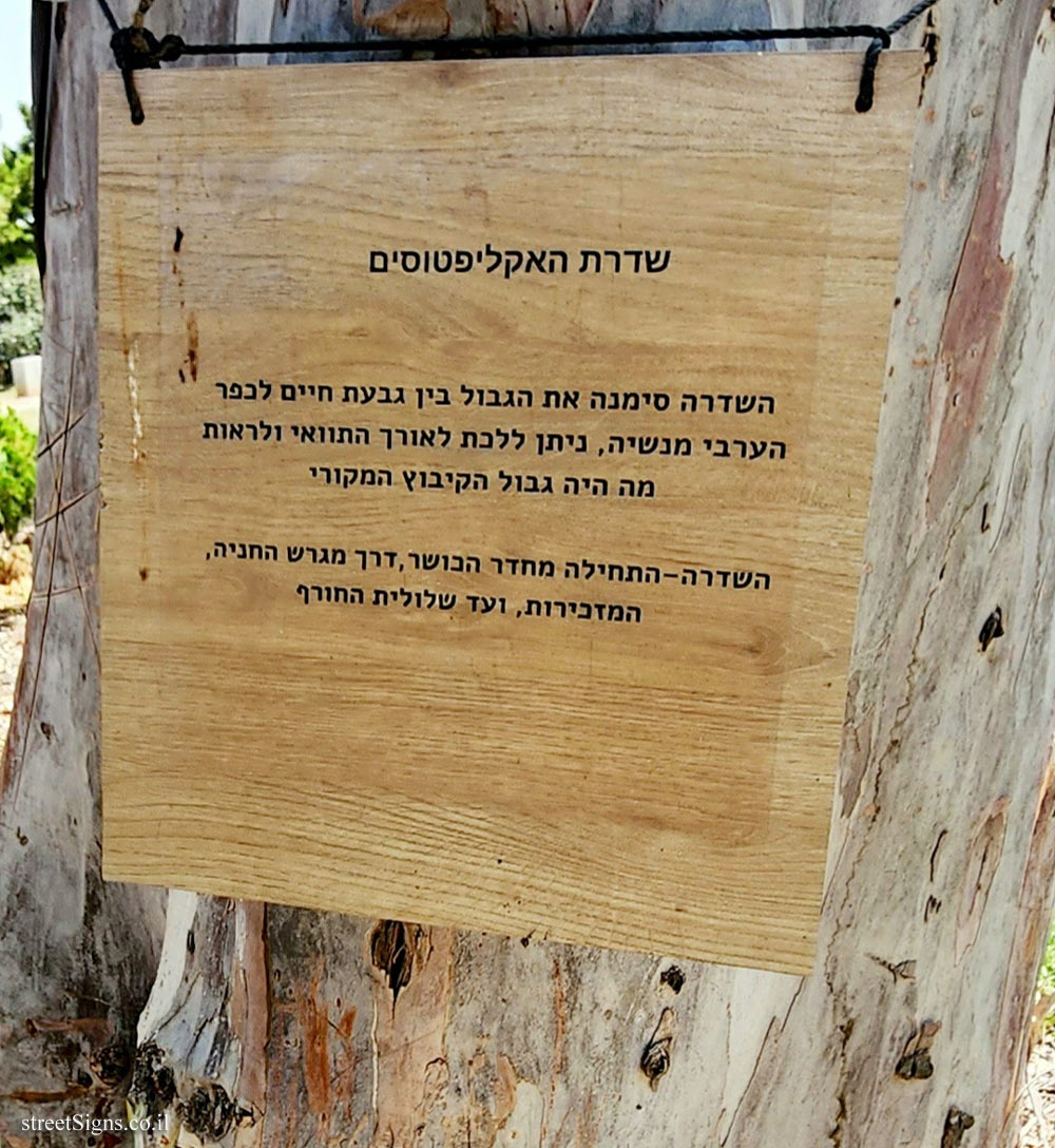Givat Haim (Meuhad) - Eucalyptus Avenue