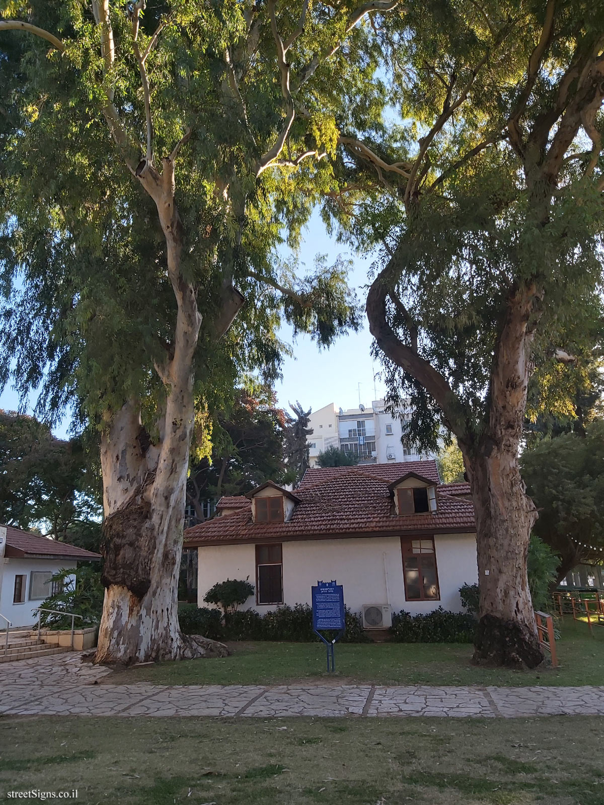 Kfar Saba - Heritage Sites in Israel - The eucalyptus in the Khan’s yard