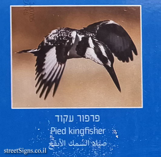 Tel Aviv - Blue Flag Beach - Jerusalem Beach - Ecosystems - Pied kingfisher