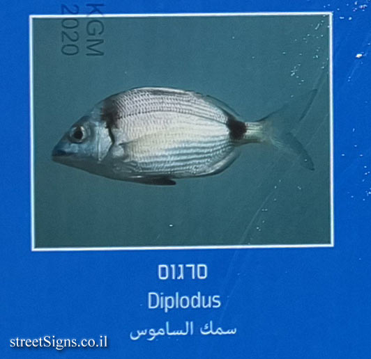 Tel Aviv - Blue Flag Beach - Jerusalem Beach - Ecosystems - Diplodus