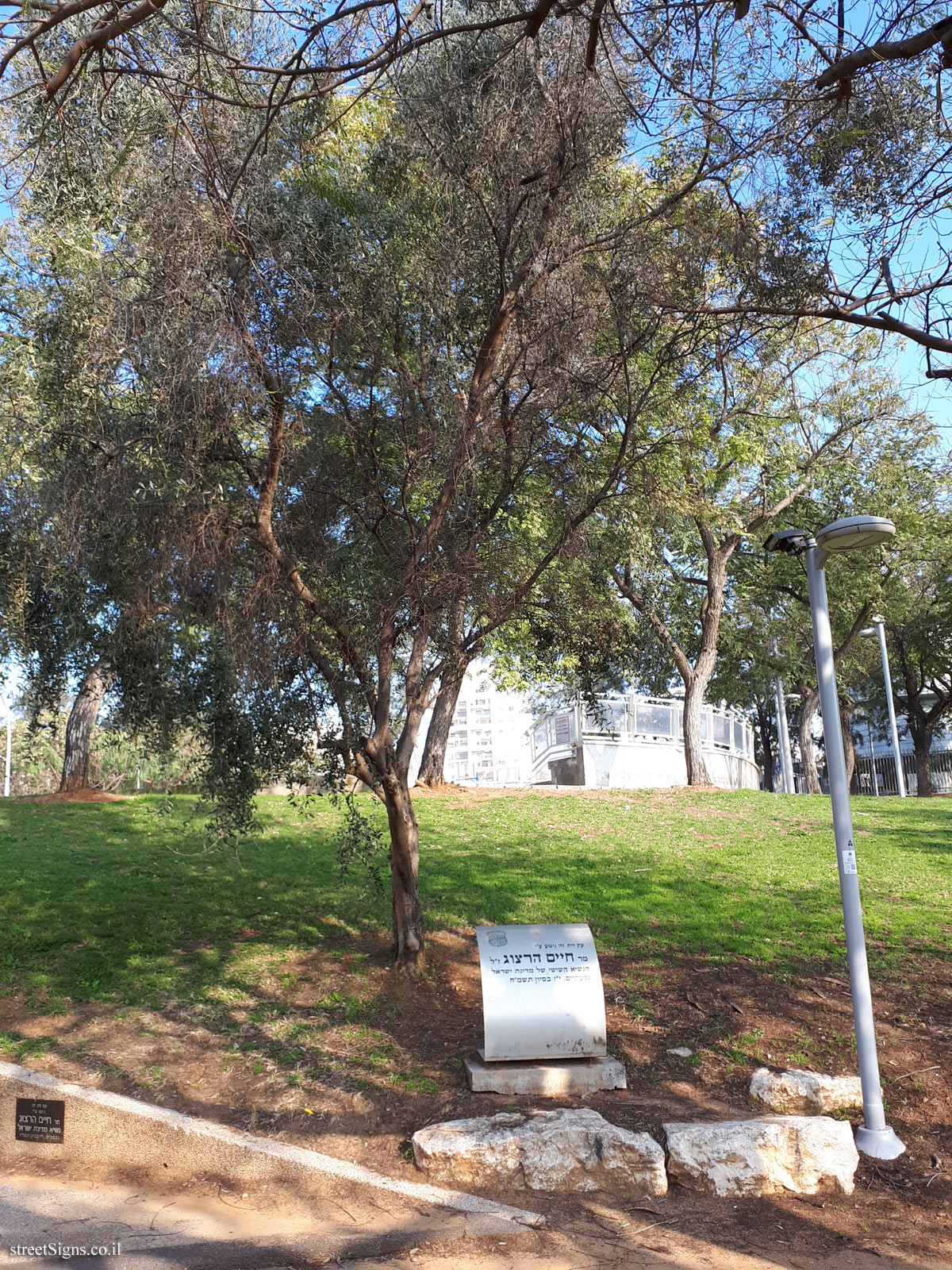 An olive tree planted by Haim Herzog - Simtat Tsviya Lubetkin 8, Giv’atayim, Israel