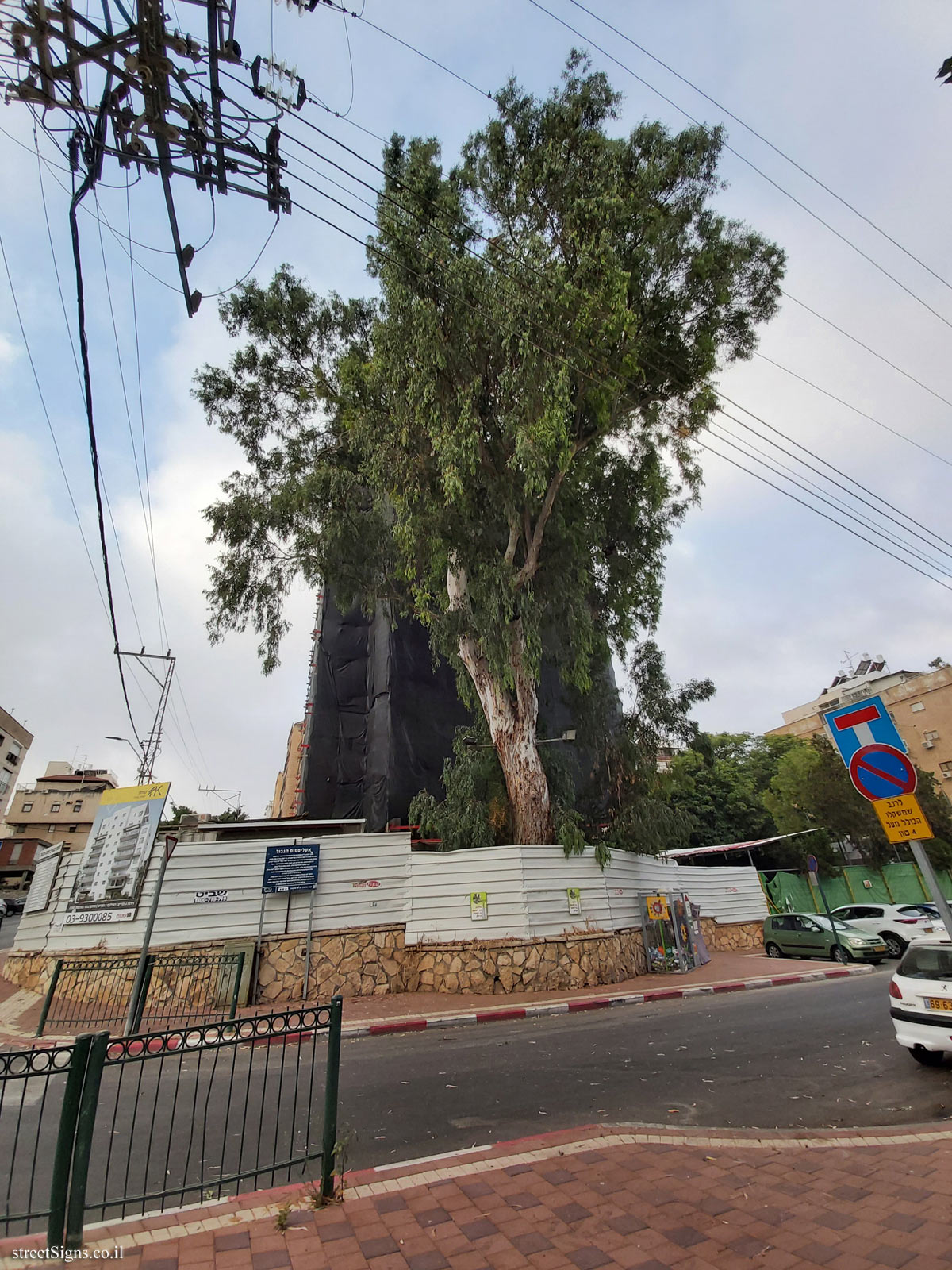The border Eucalyptus  - Binyamin Yahalom St 20, Petah Tikva, Israel