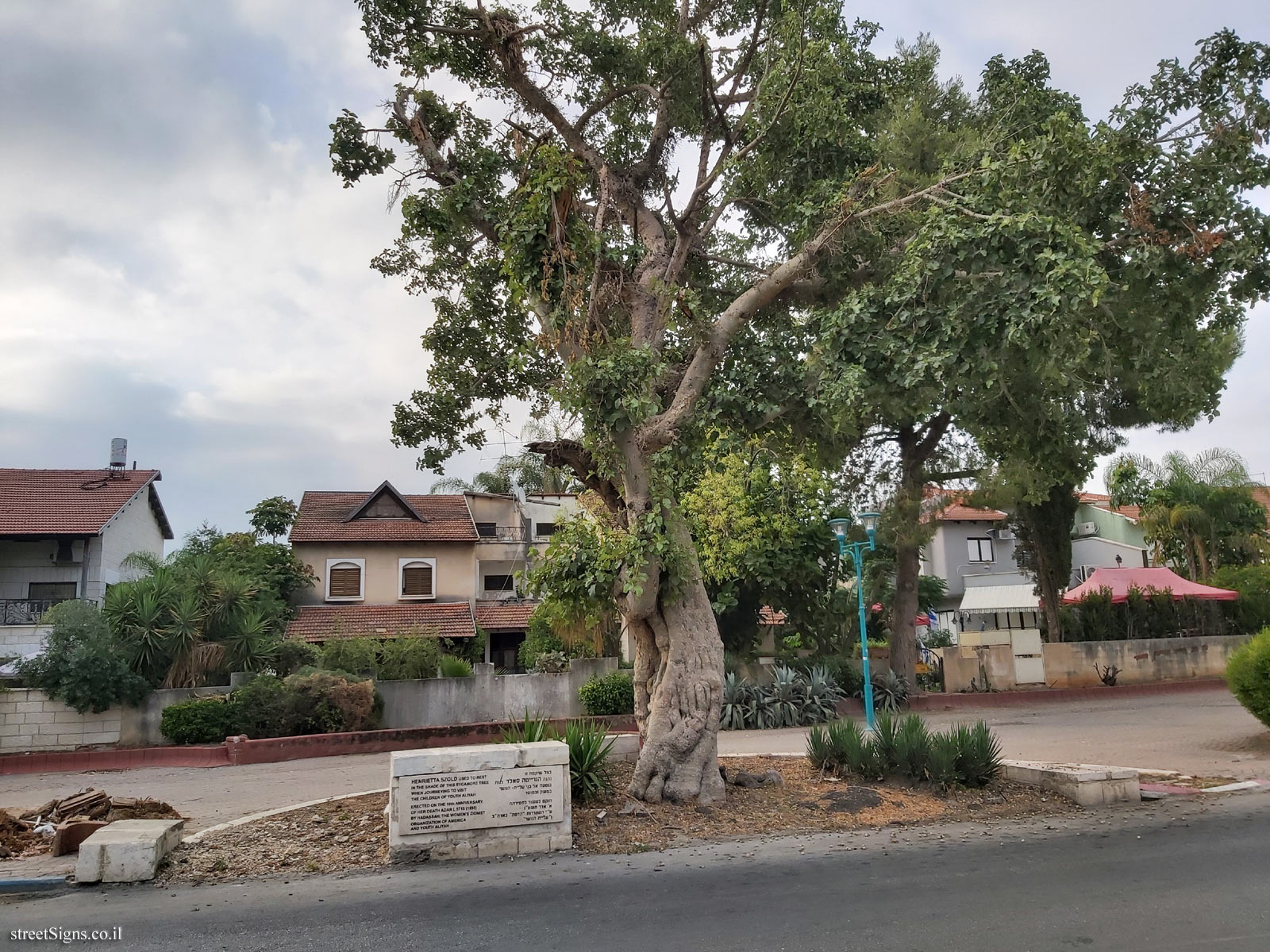 Lod - Henrietta Szold’s Sycamore Tree - Yerushalayim Ave, Lod, Israel