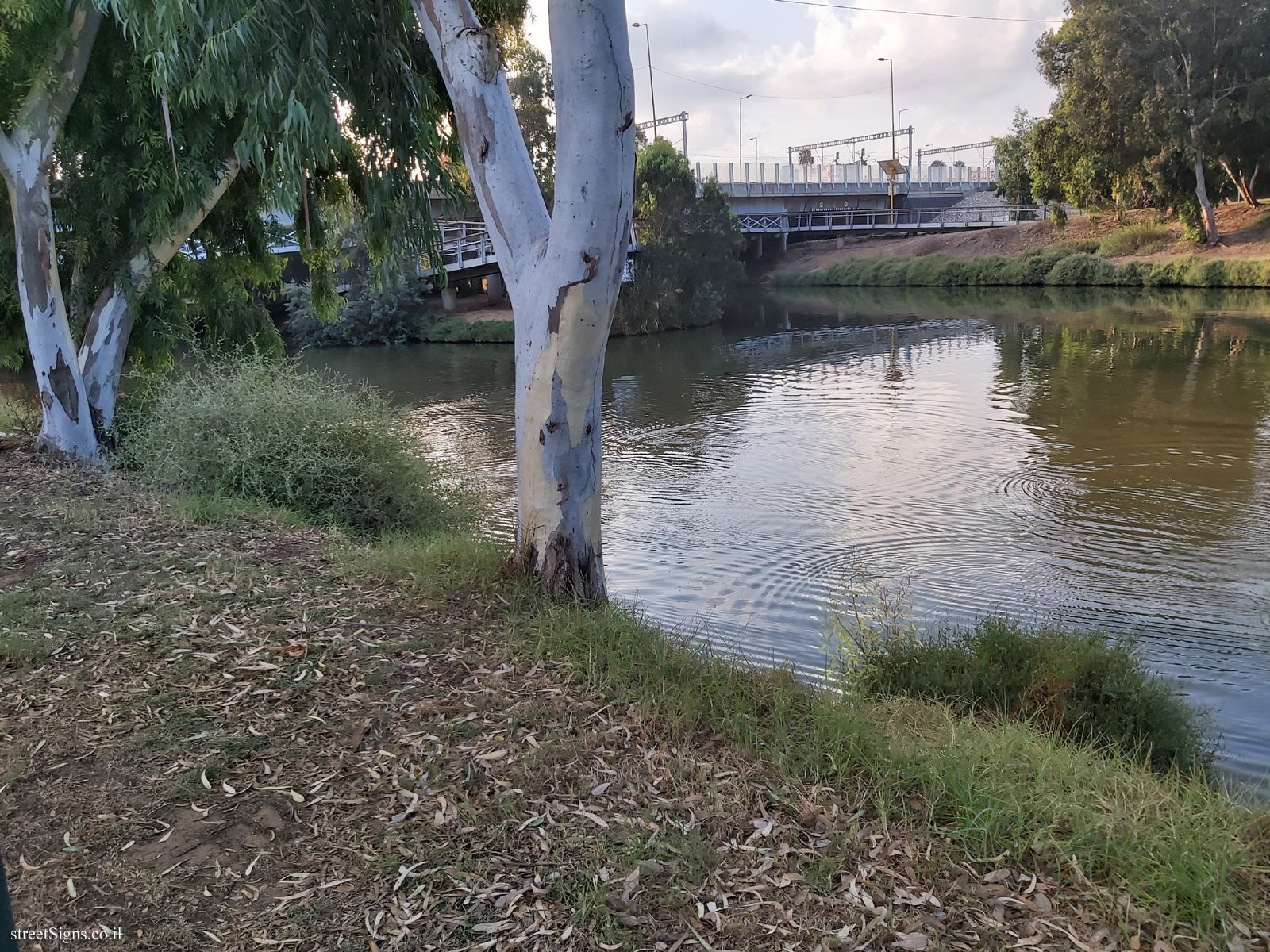 The vegetation in Hayarkon Park in the area of Rosh Tzipor Bridge