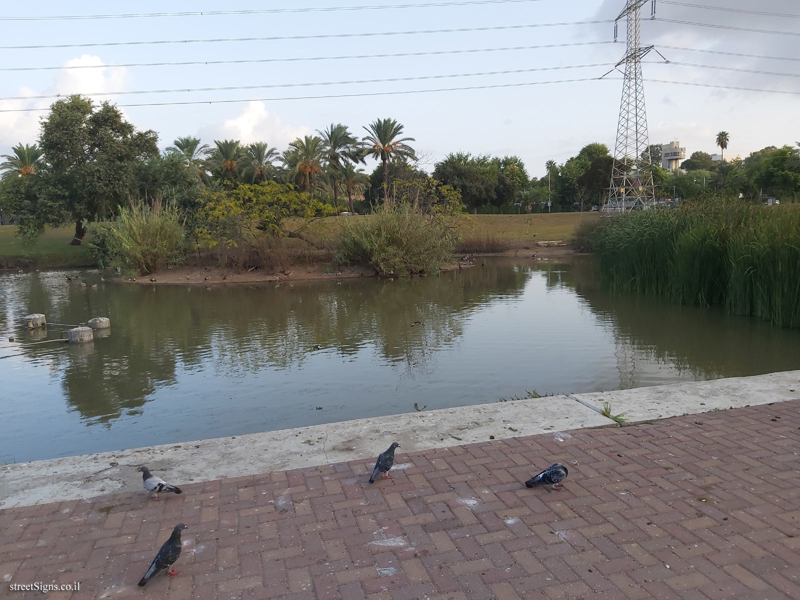 Tel Aviv - Hayarkon Park - Variety of vegetation in the Yarkon Reservoir