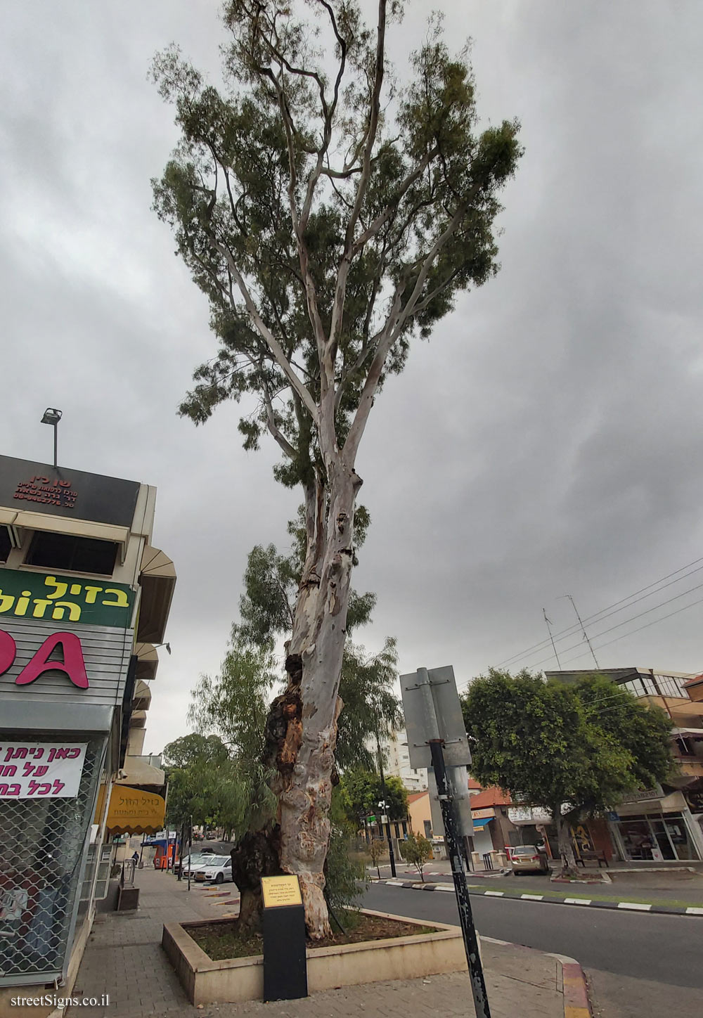 Rehovot - The eucalyptus tree - Ya’akov St 8, Rehovot, Israel