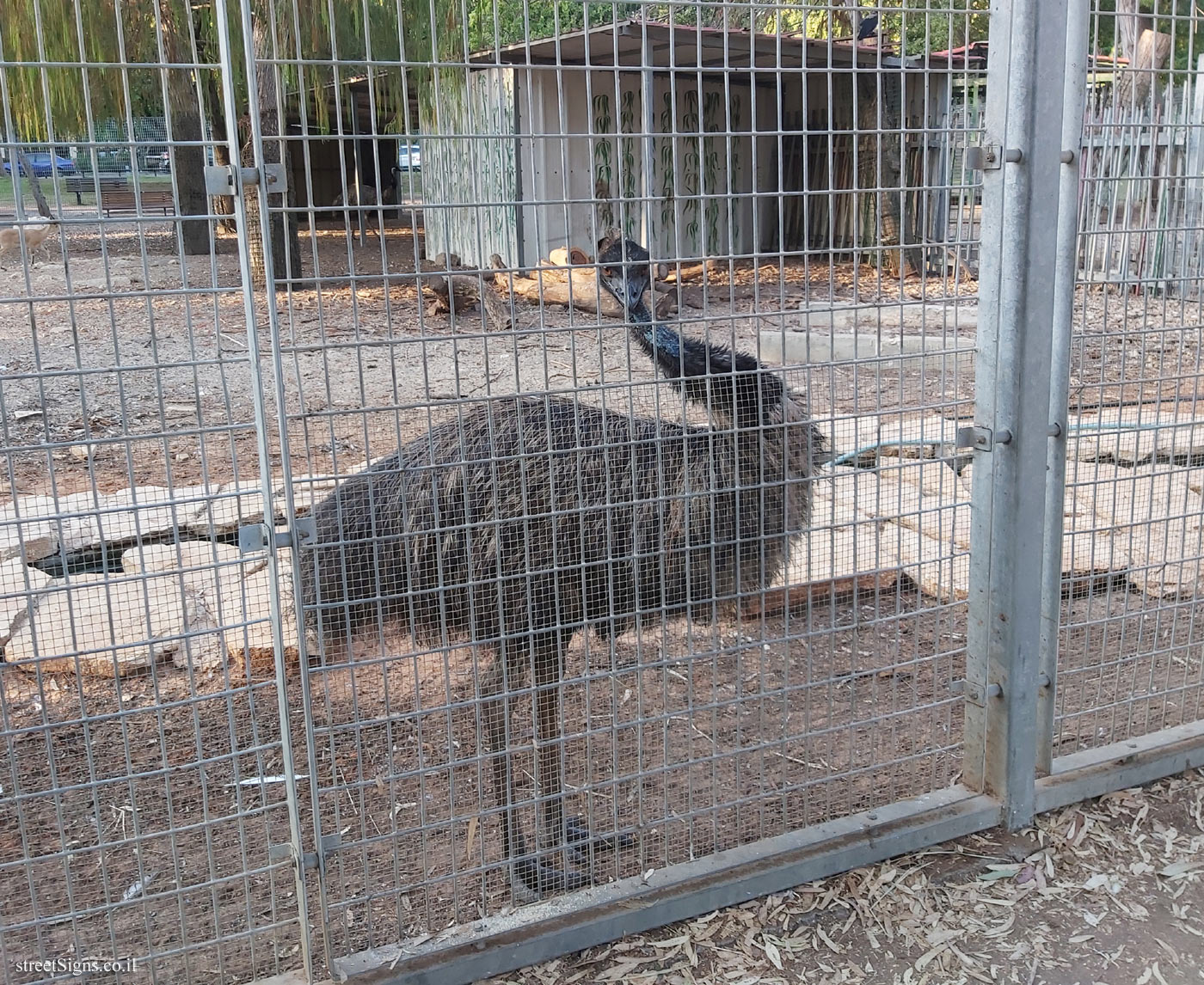 Tel Aviv - Hayarkon Park -  Animal corner - Emu - HaRav Kosovsky St 22, Tel Aviv-Yafo, Israel