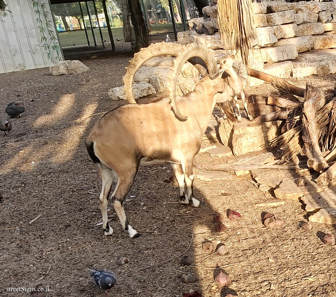 Tel Aviv - Hayarkon Park - Animal corner - Nubian ibex - HaRav Kosovsky St 22, Tel Aviv-Yafo, Israel