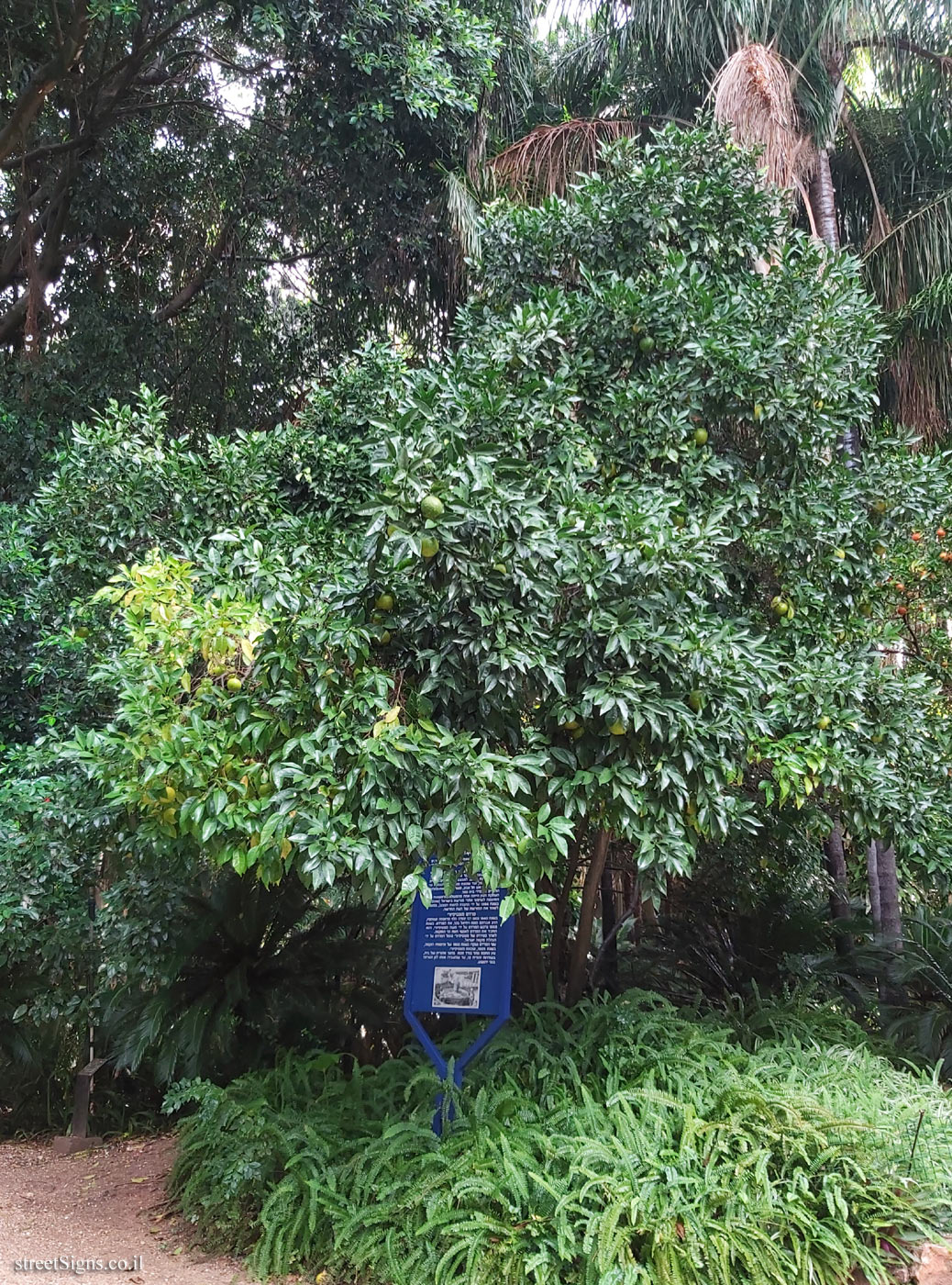 Tel Aviv - Heritage Sites in Israel - An orange tree from the Montefiore Orchard - Joshua Gardens, Tropical Garden, Tel Aviv, Israel