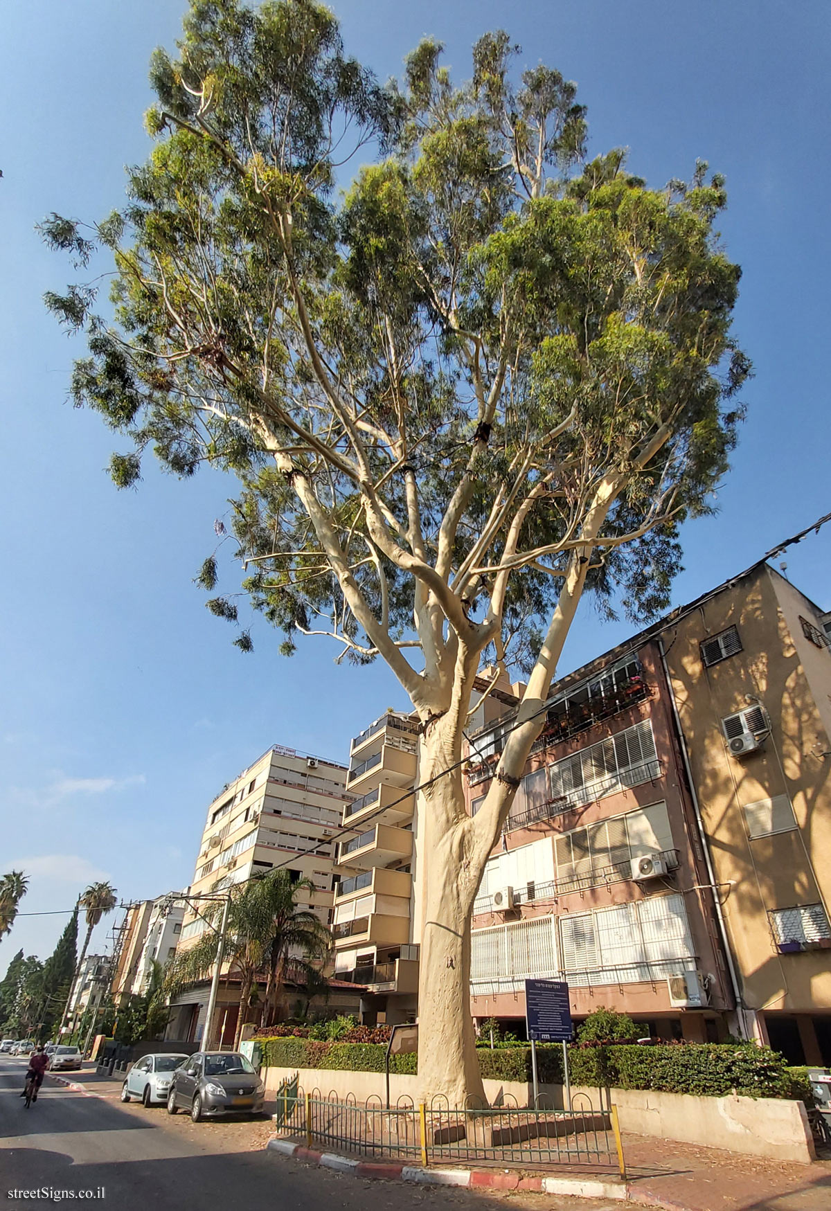 Petah Tikva - Historical Sites - The lemon-scented Eucalyptus - Shapira St 6, Petah Tikva, Israel