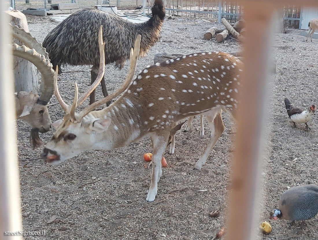 Tel Aviv - Hayarkon Park - Animal corner - Axis Deer - HaRav Kosovsky St 22, Tel Aviv-Yafo, Israel