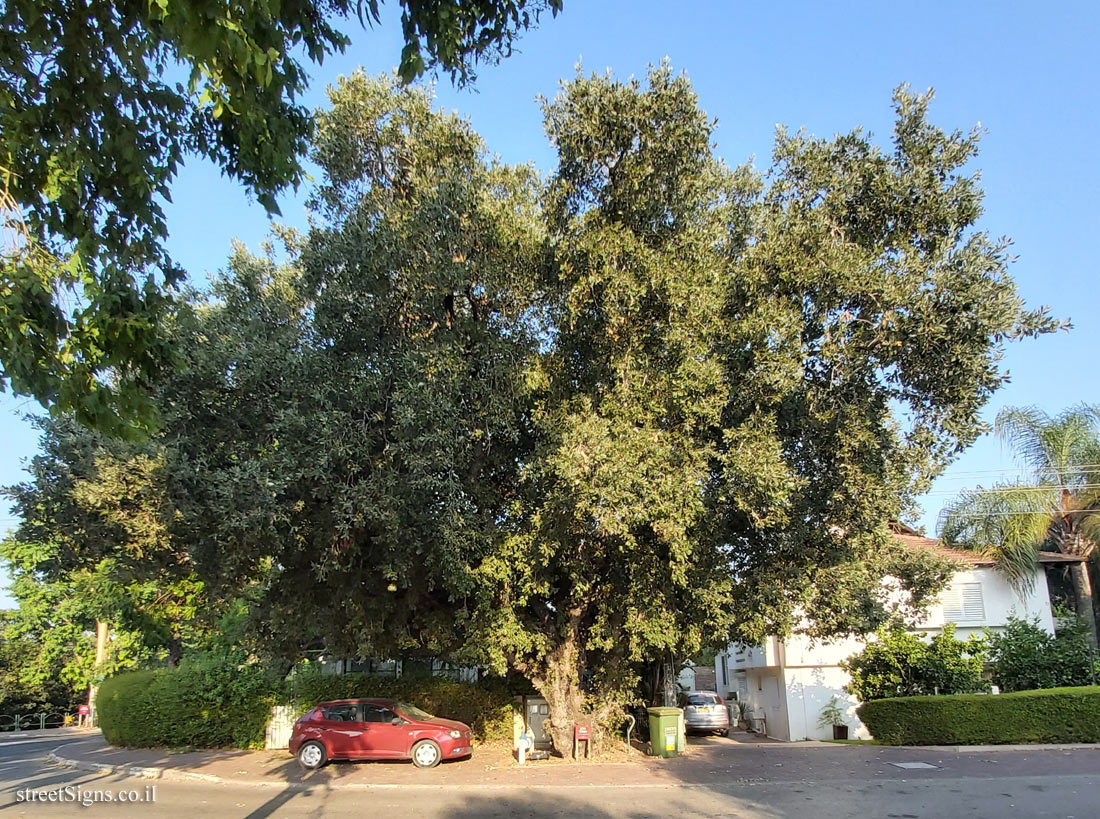 Sde Warburg - Mount Tabor oak - Derech HaHadarim 64, Sde Warburg, Israel