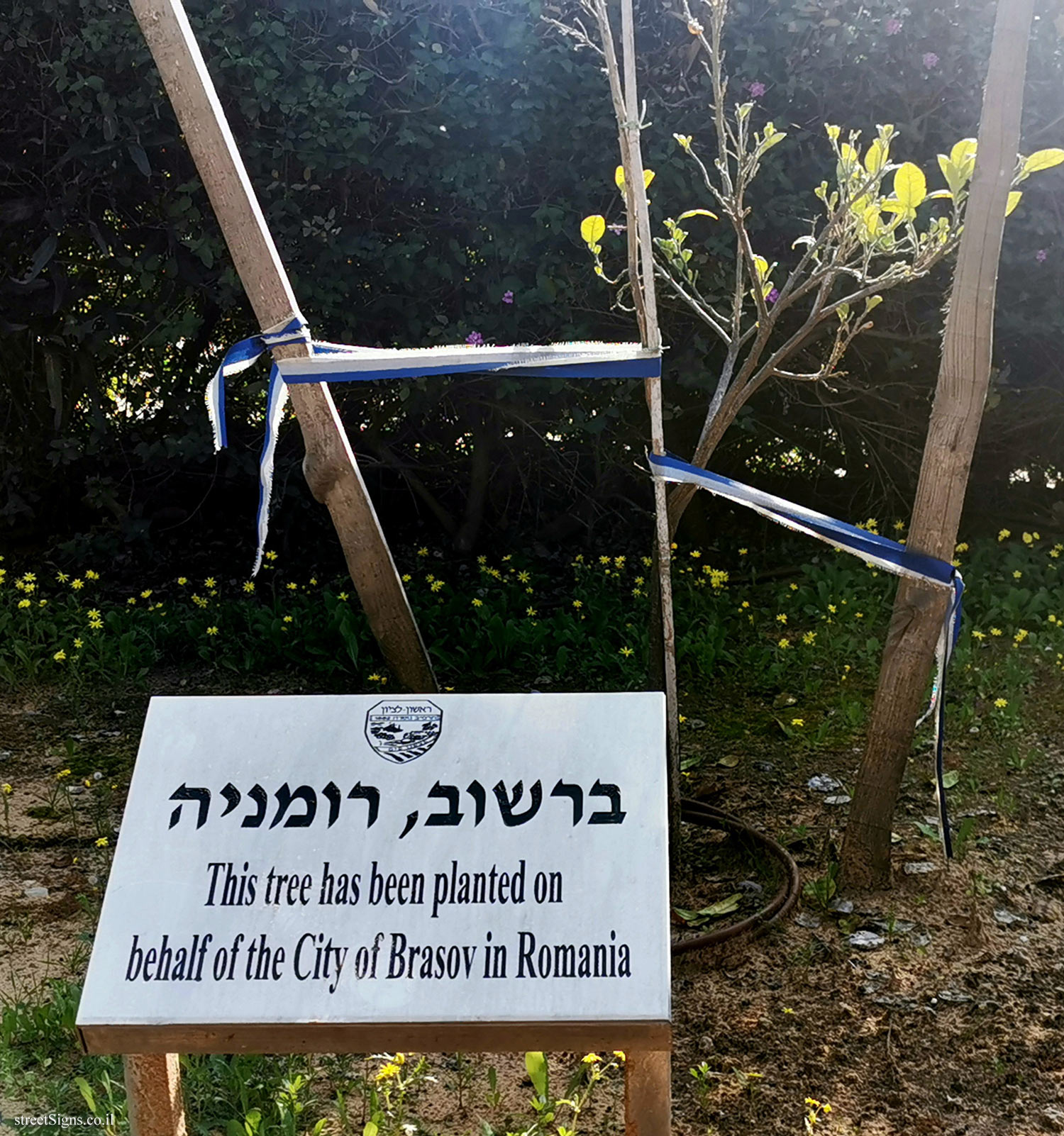Rishon Lezion - trees planted for Sister cities - Khasidei Umot ha-Olam St 5, Rishon LeTsiyon, Israel