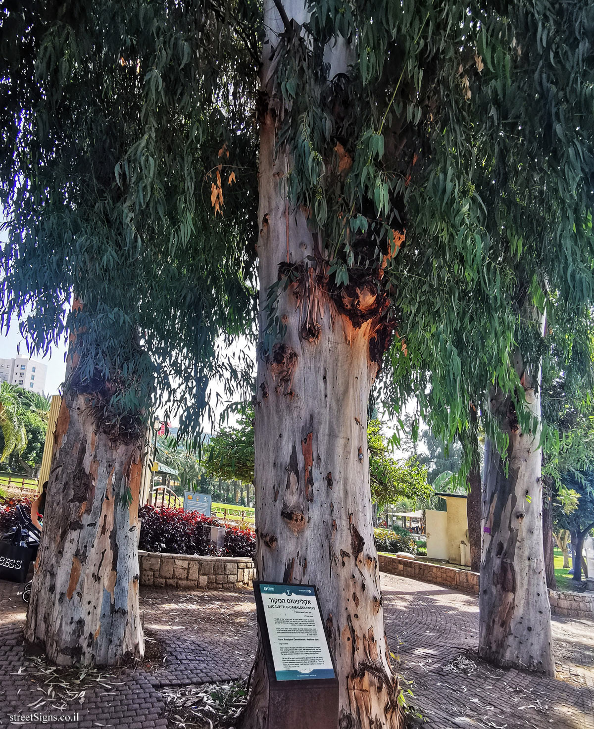 Rishon LeTsiyon - The Village Park - Eucalyptus Camaldulensis - Herzl St 87, Rishon LeTsiyon, Israel