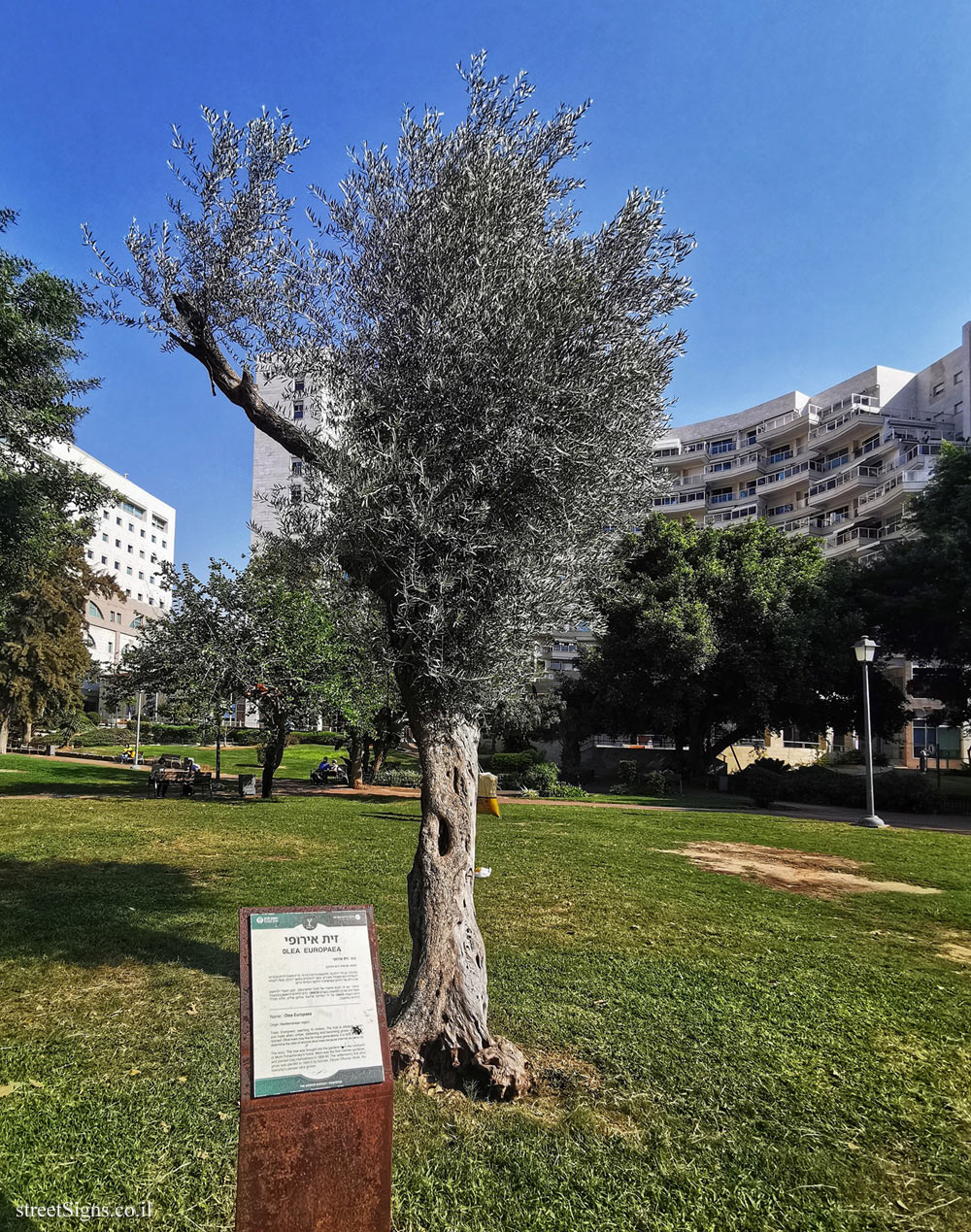 Rishon LeTsiyon - The Village Park - Olea Europaea - Zadal St 5, Rishon LeTsiyon, Israel