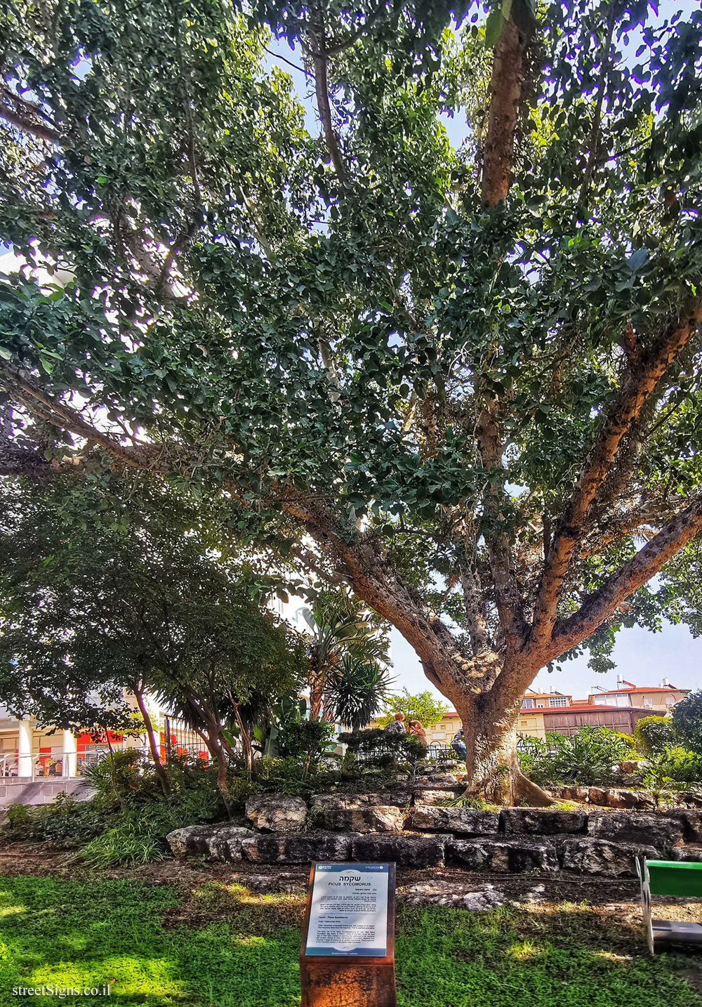 Rishon LeTsiyon - The Village Park - Ficus Sycomorus - Zadal St 5, Rishon LeTsiyon, Israel