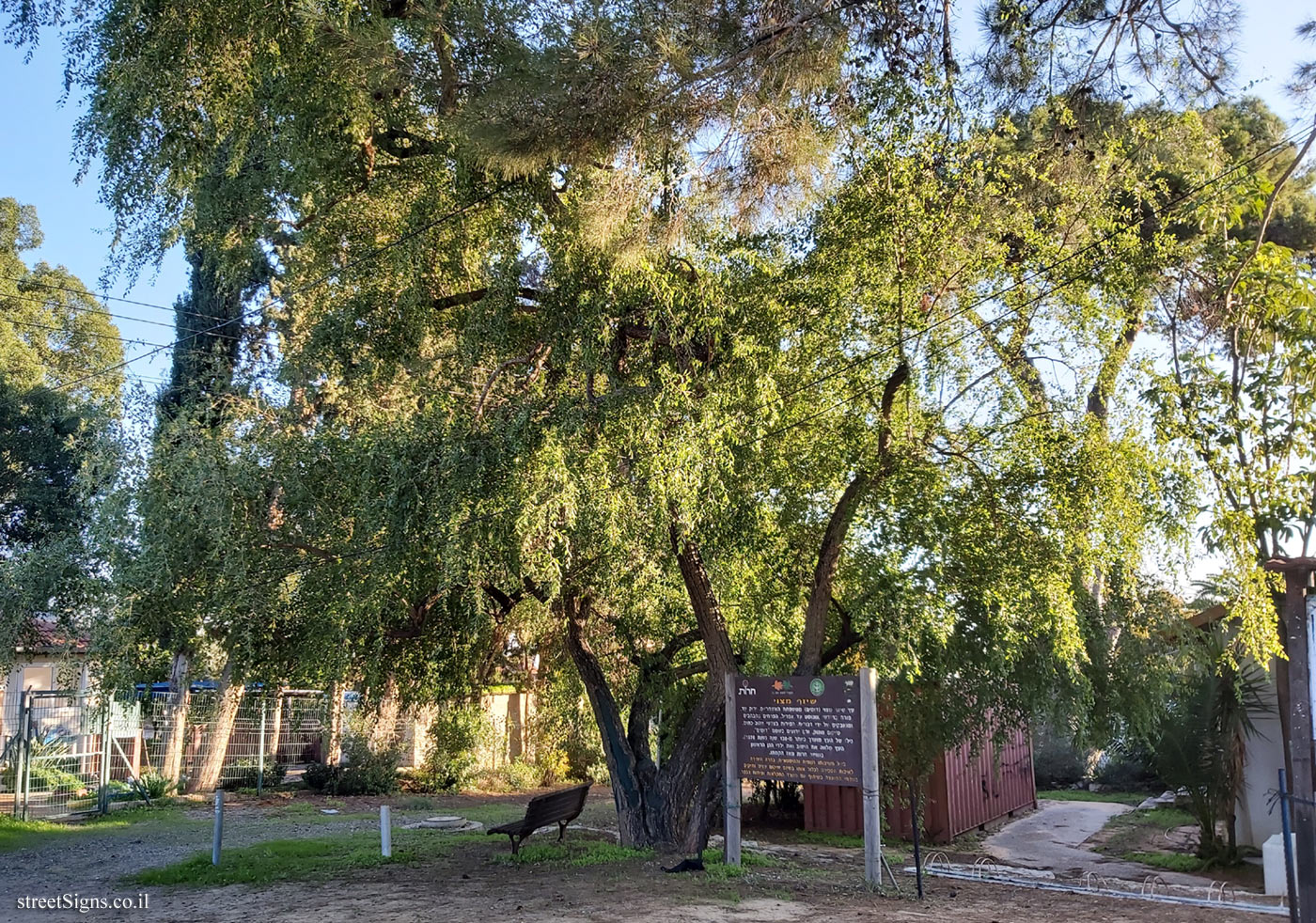 Herut - Christ’s thorn jujube - Derech HaMeyasdim 80, Herut, Israel