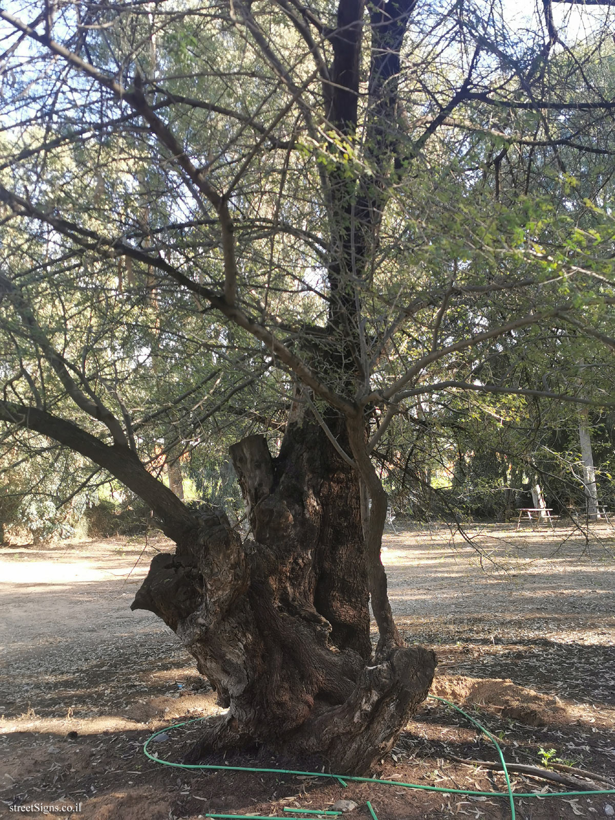 Rehovot - Egyptian acacia - David Fikes St 5, Rehovot, Israel