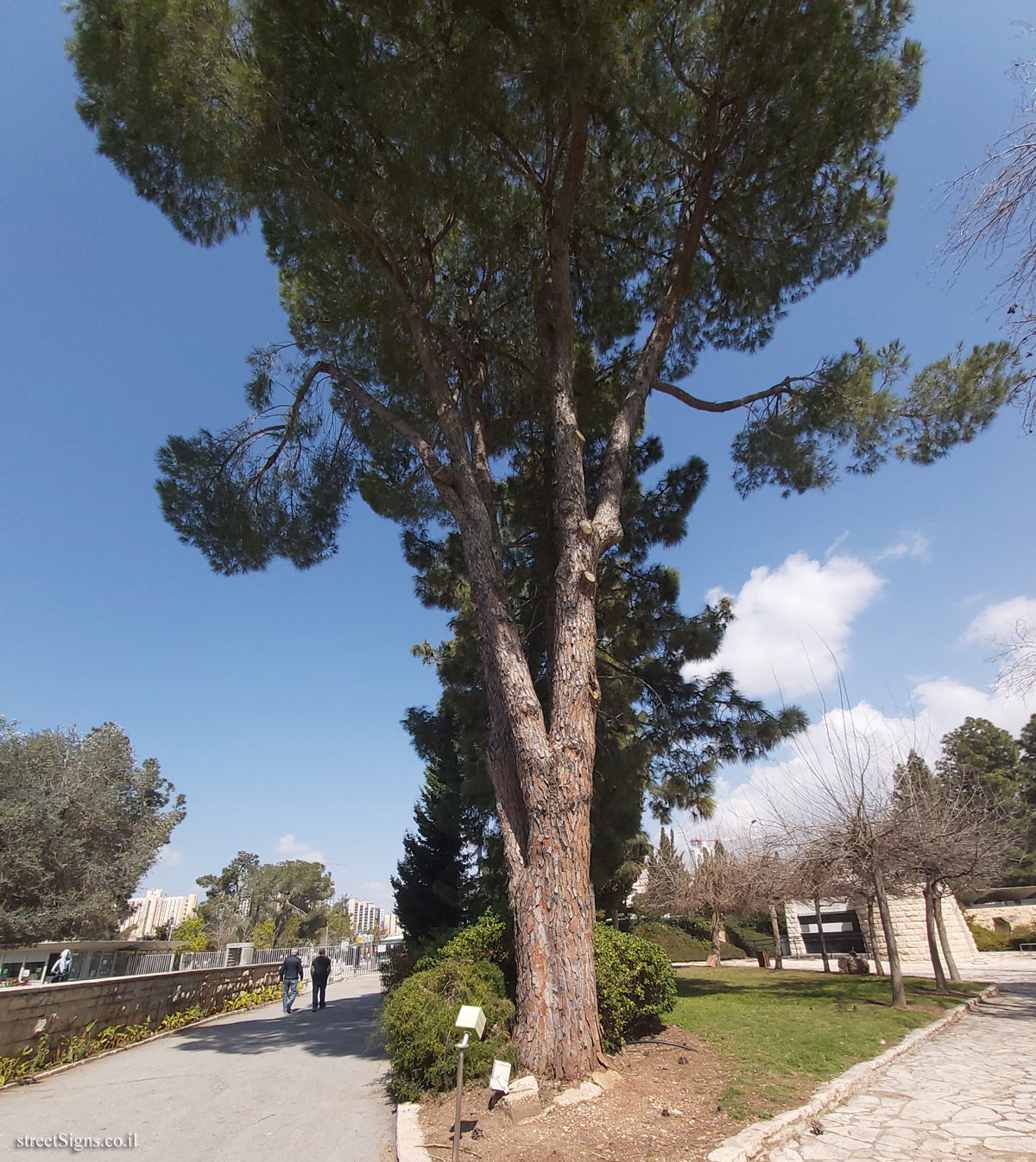 The Hebrew University of Jerusalem - Discovery Tree Walk - Umbrella Pine - Safra Campus