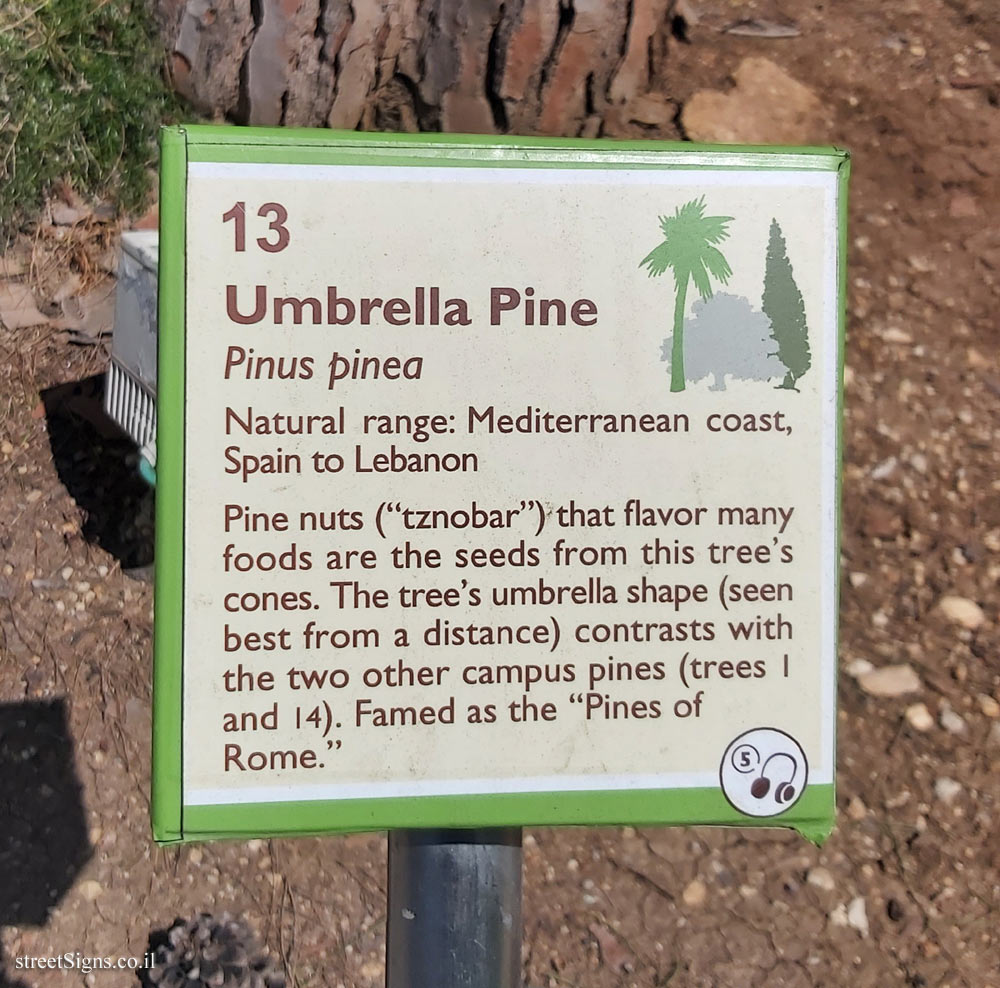 The Hebrew University of Jerusalem - Discovery Tree Walk - Umbrella Pine - The second face