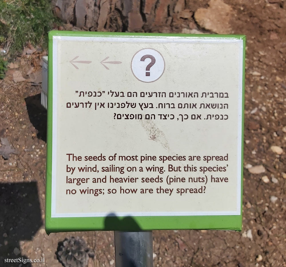 The Hebrew University of Jerusalem - Discovery Tree Walk - Umbrella Pine - The third face